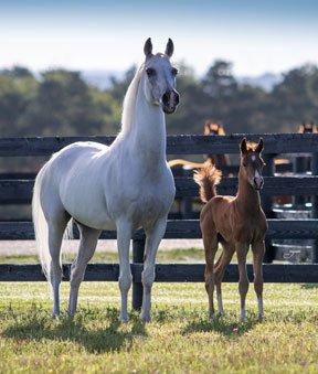 Eternally Yours and her foal in the pasture