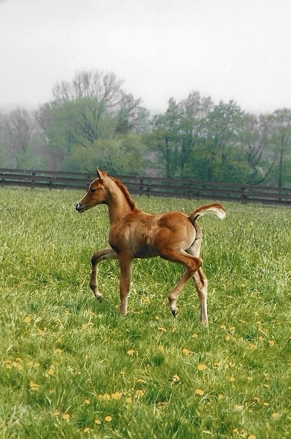 A young brown foal running in a green field with small yellow flowers, a wooden fence, and trees in the background.