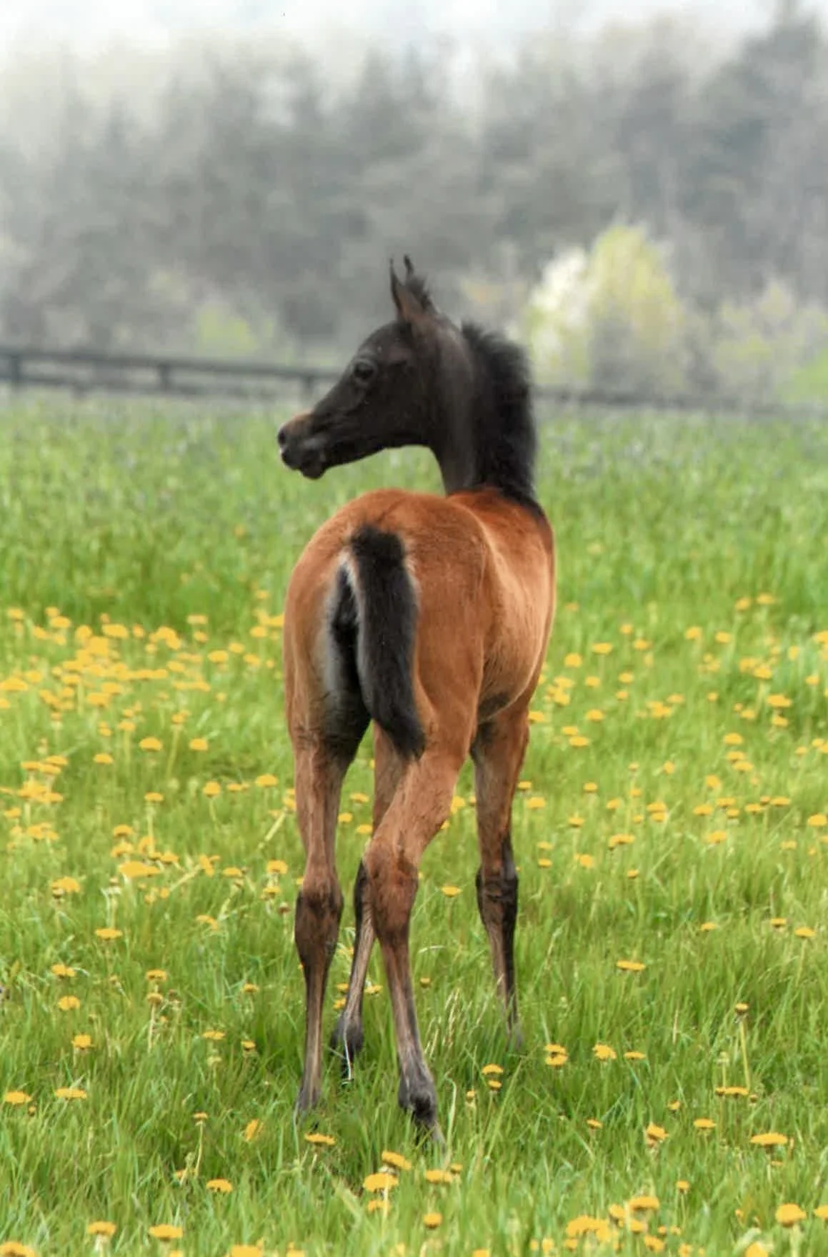 A young foal standing in a green meadow with yellow flowers, facing away with its head turned to the side, showing its dark face and brown body.