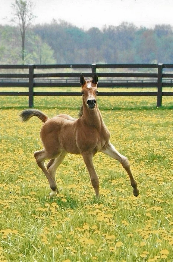 Young foal running in a field with yellow flowers, black fence and trees in the background.