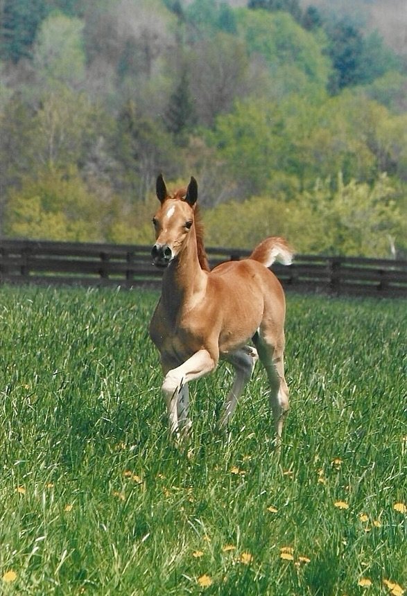 A young foal running through a green field with yellow flowers, with trees and a wooden fence in the background.
