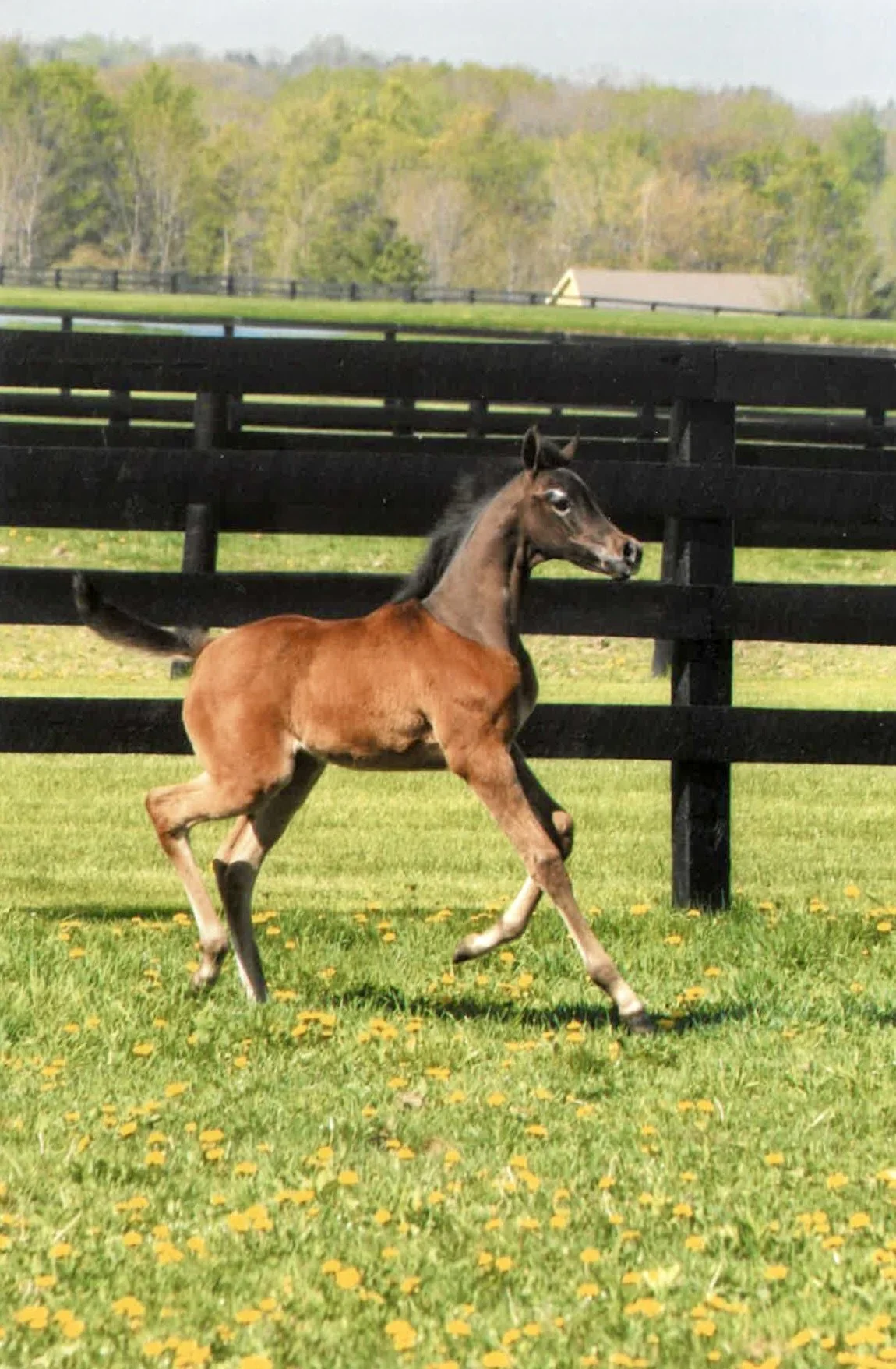 A young brown foal running on a grassy field with yellow flowers, a black wooden fence, trees, and a small building in the background.