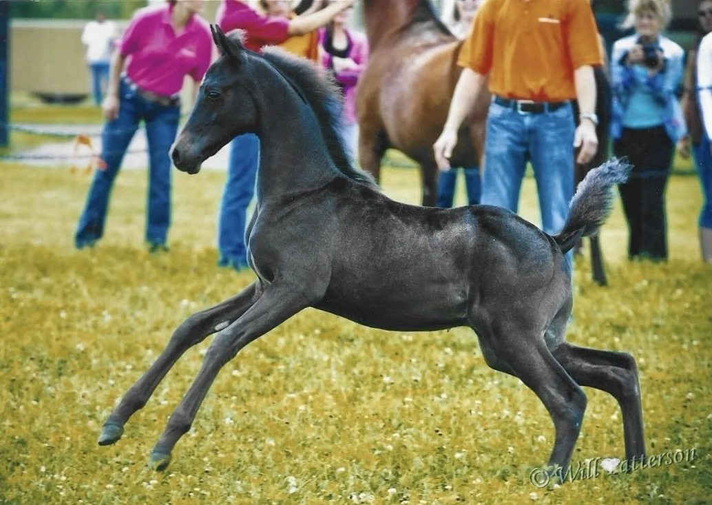 A black foal running on grass with people and other horses in the background.