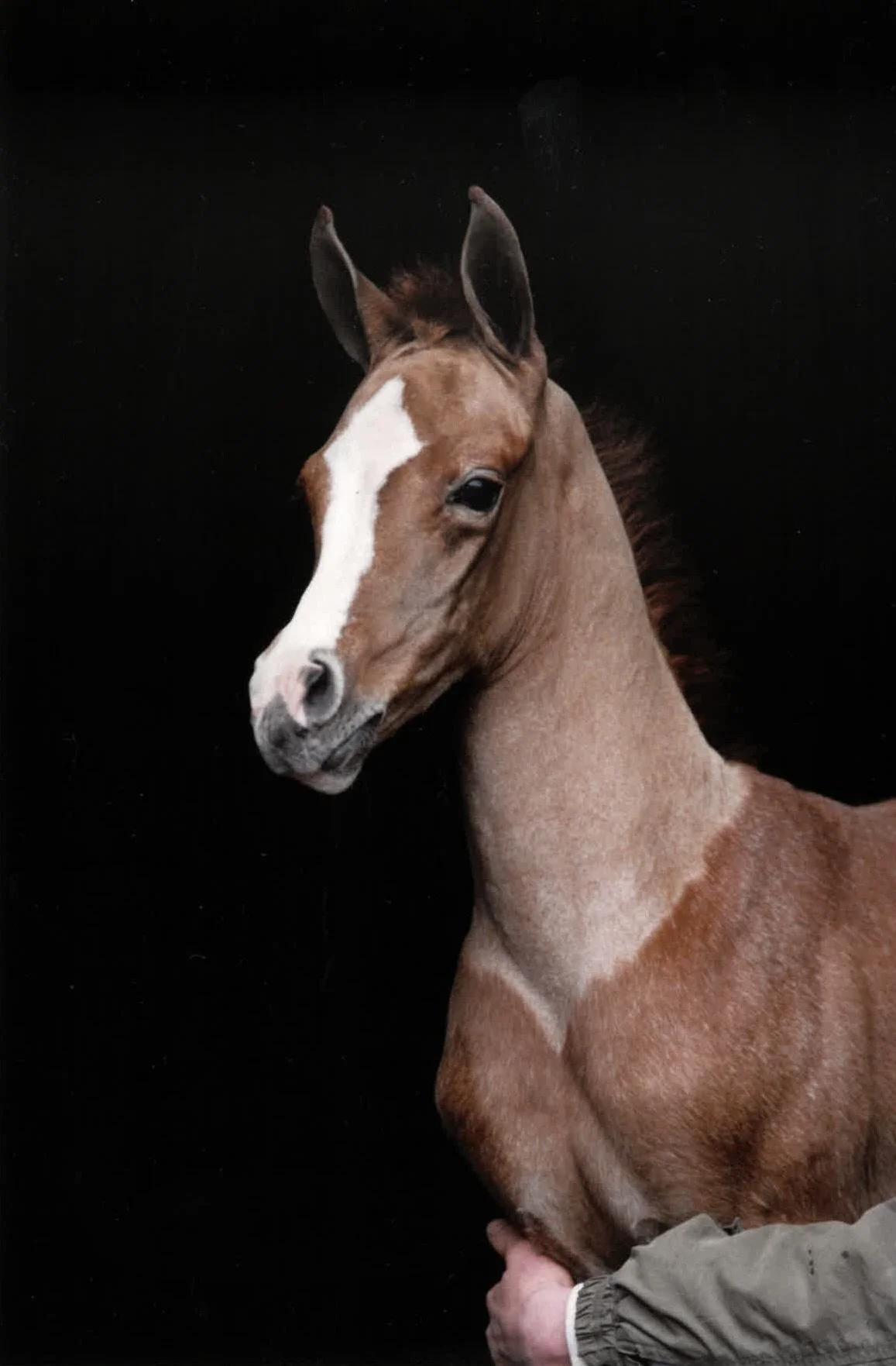 A young brown horse with a white stripe on its face standing against a solid black background.