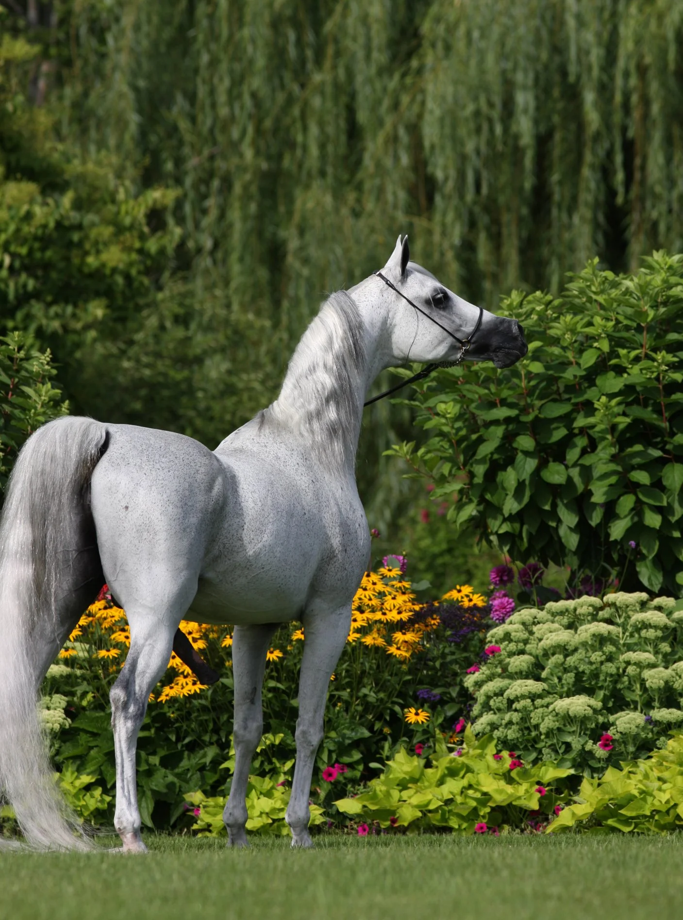 A white horse standing in a garden with colorful flowers and green bushes, with trees in the background.