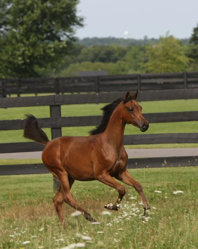 A young brown foal running in a grassy field with a black wooden fence and trees in the background.
