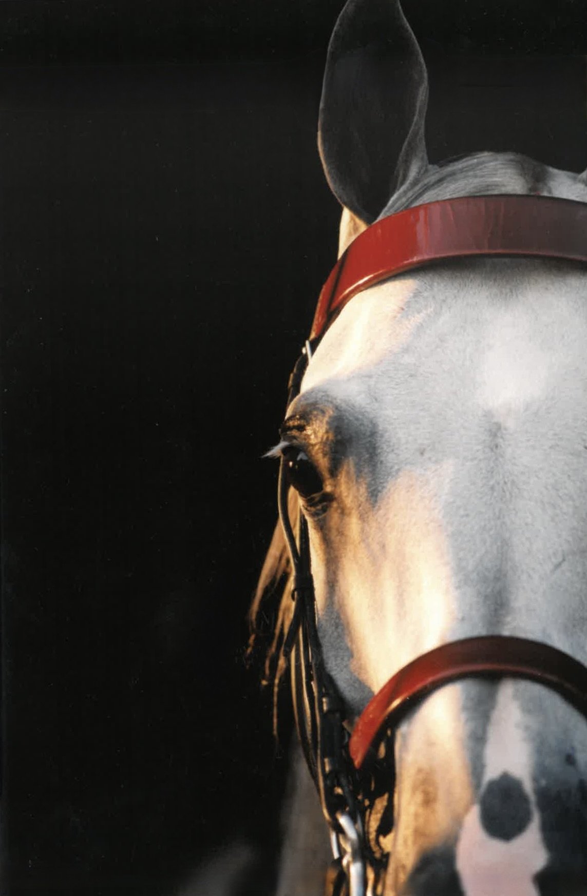 A Temptation in bridle