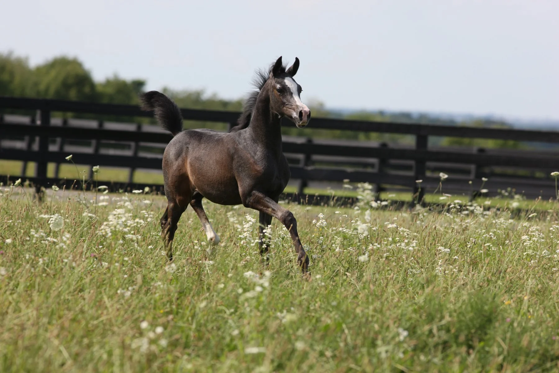 A young foal running in a grassy field with small white flowers, a black wooden fence, and a partly cloudy sky in the background.