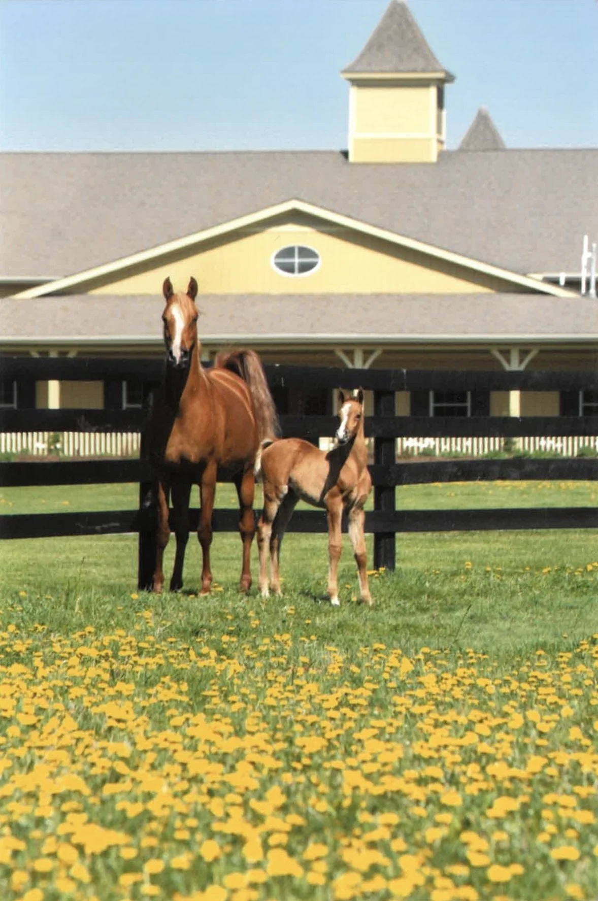 Two horses, a mare and a foal, standing in a grassy field with yellow flowers, with a yellow house and black fence in the background.