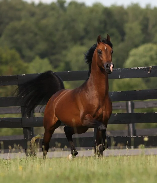 A brown horse with a black mane and tail running in a grassy field with a black wooden fence and green trees in the background.