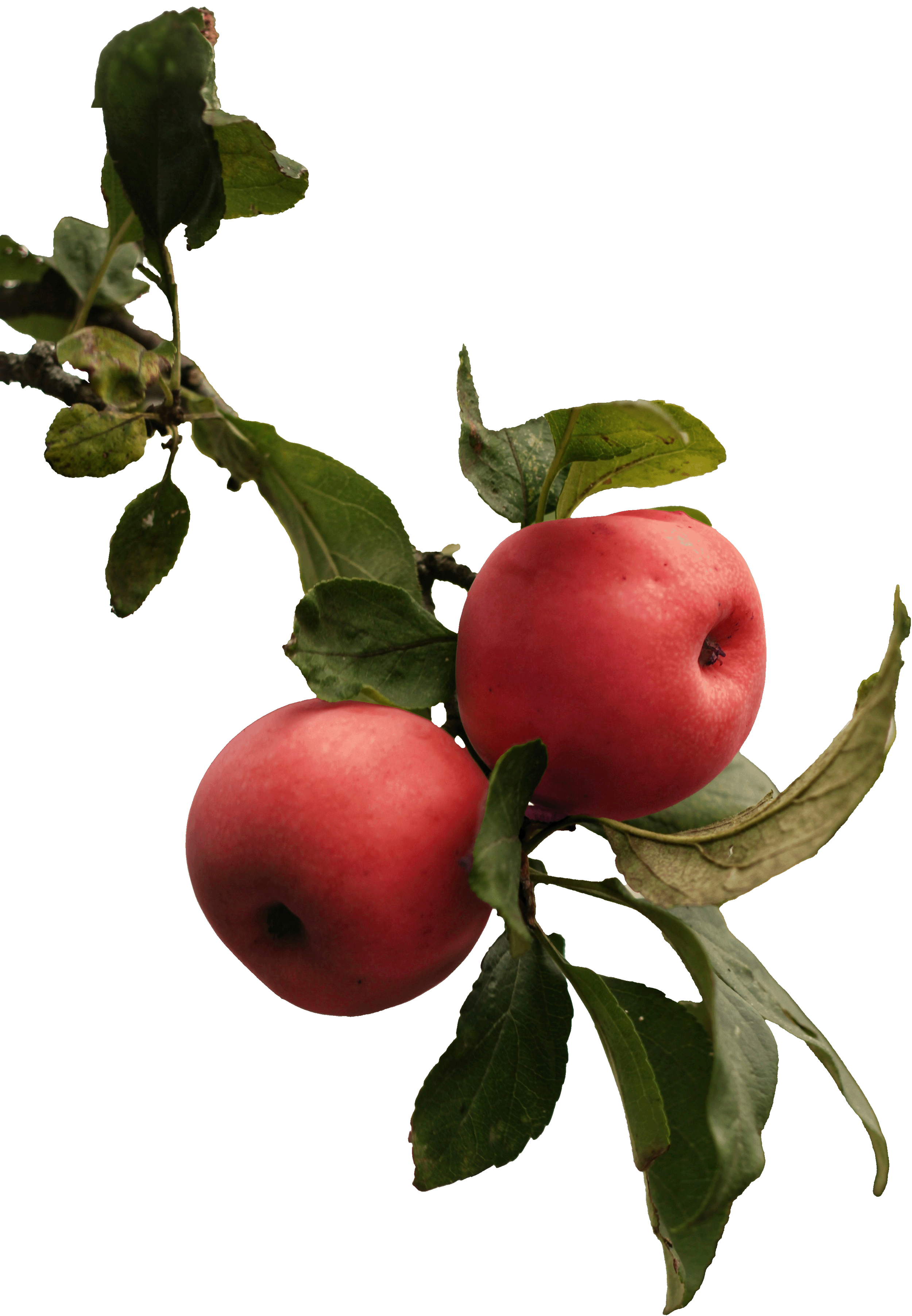 Two ripe red apples with green leaves on a branch against a white background.