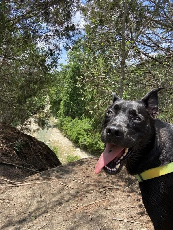 Black lab with his tongue out.