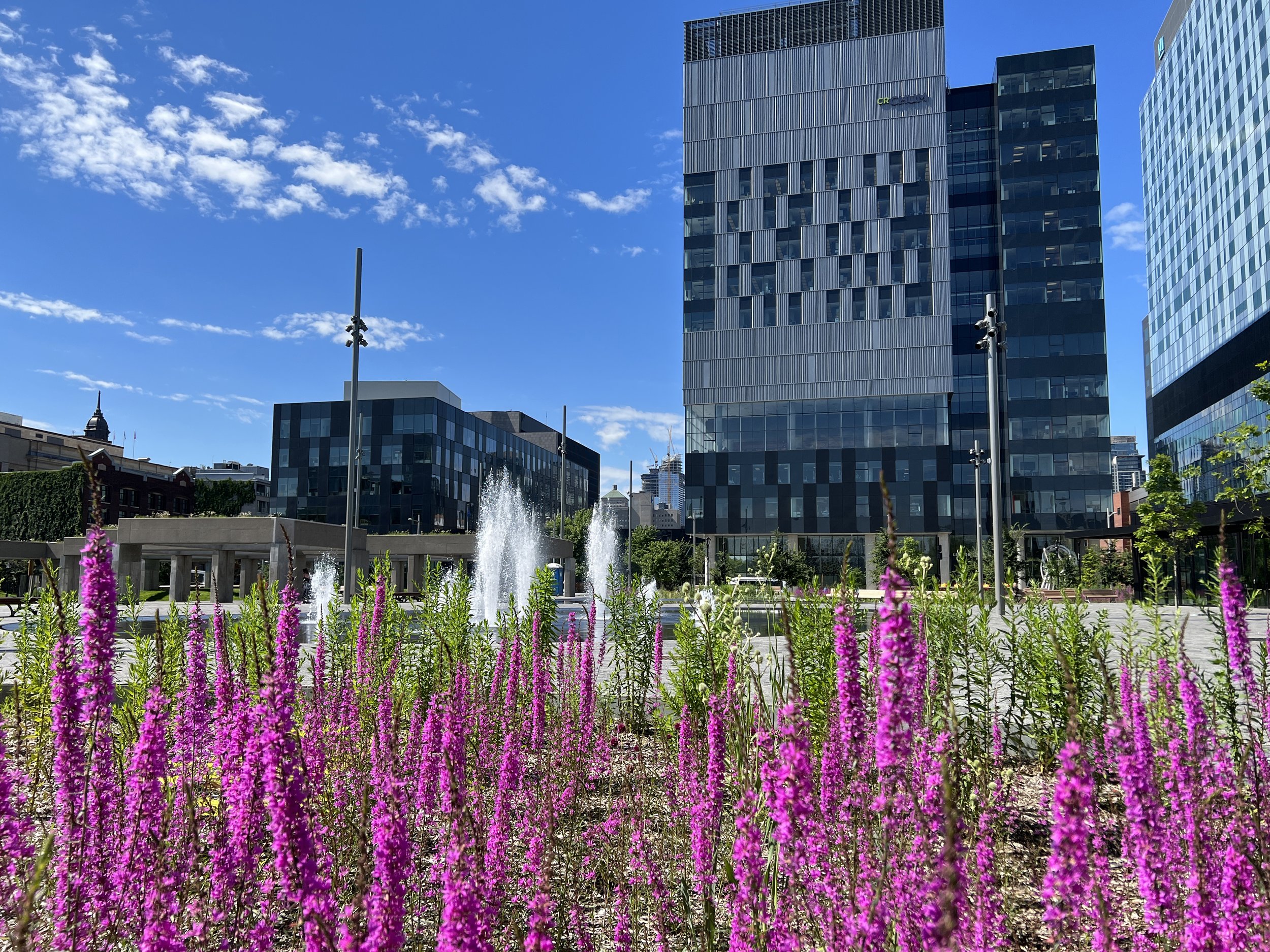 A cityscape with modern glass and steel buildings under a clear blue sky, a fountain in the foreground, and pink flowers in the garden.