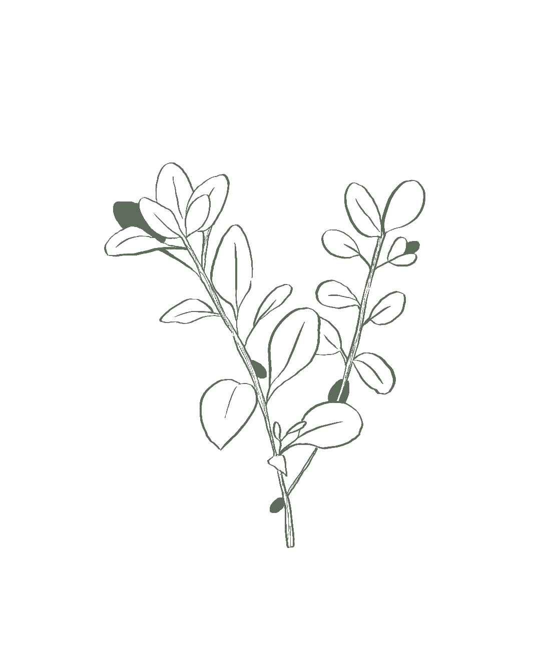 Illustration of a sprig with multiple oval-shaped leaves on thin stems, in a minimalist style.