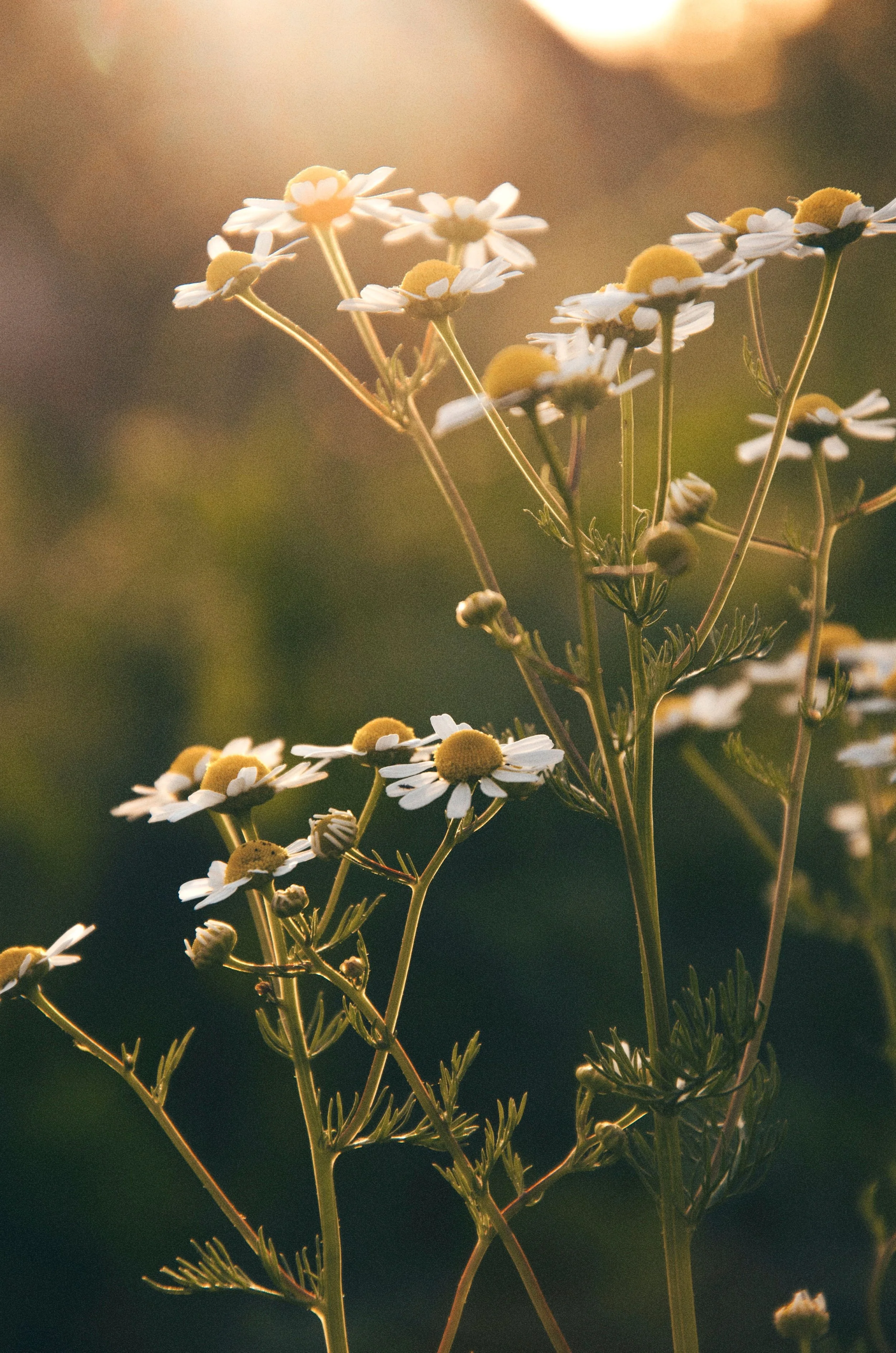 Calming image of chamomile flowers over therapy for trauma in Albany NY