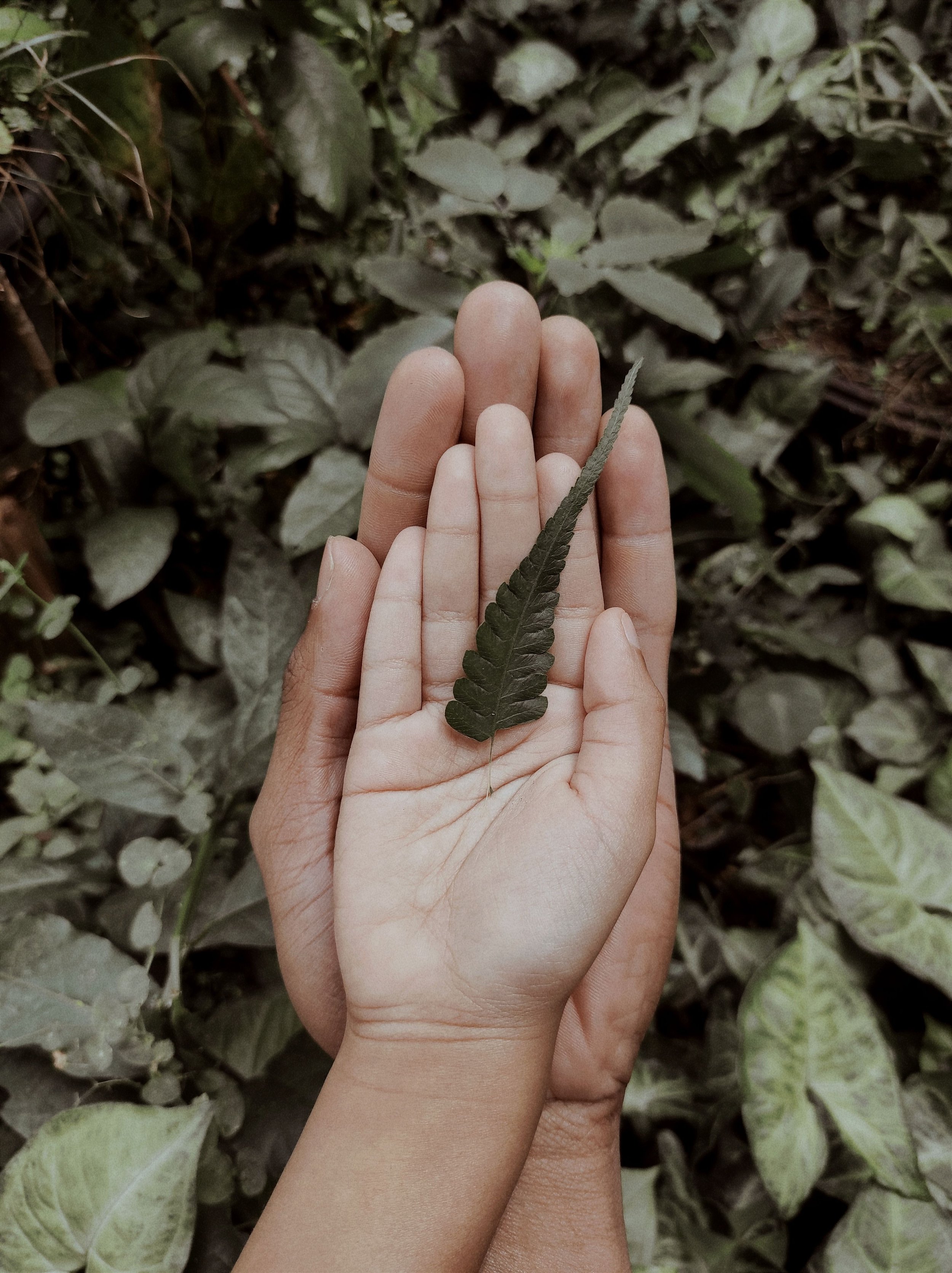 Nurturing image of two hands holding a leaf, for support and therapy in Albany, NY