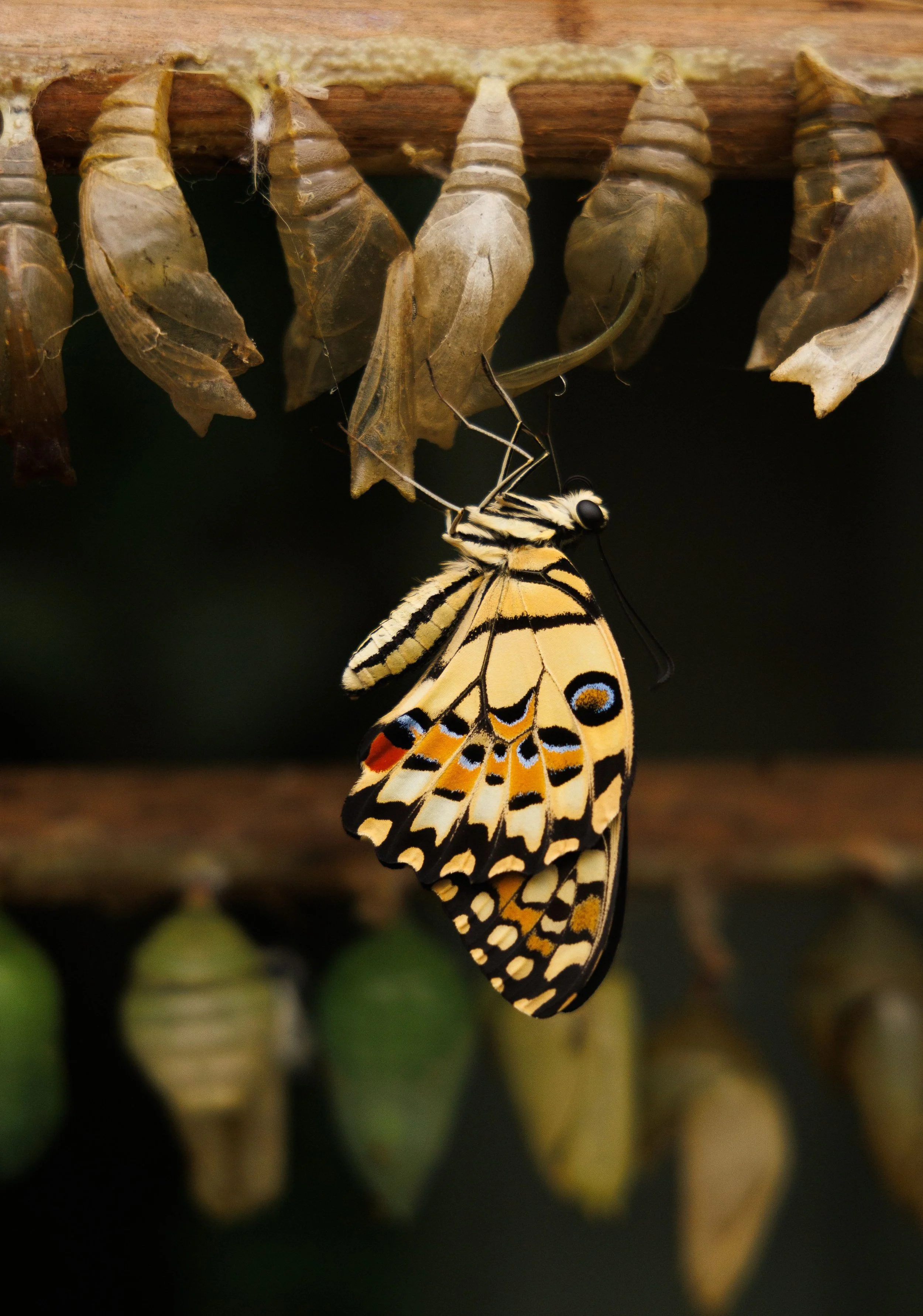 A butterfly emerging from a cocoon indicating transformation through therapy in Albany, NY