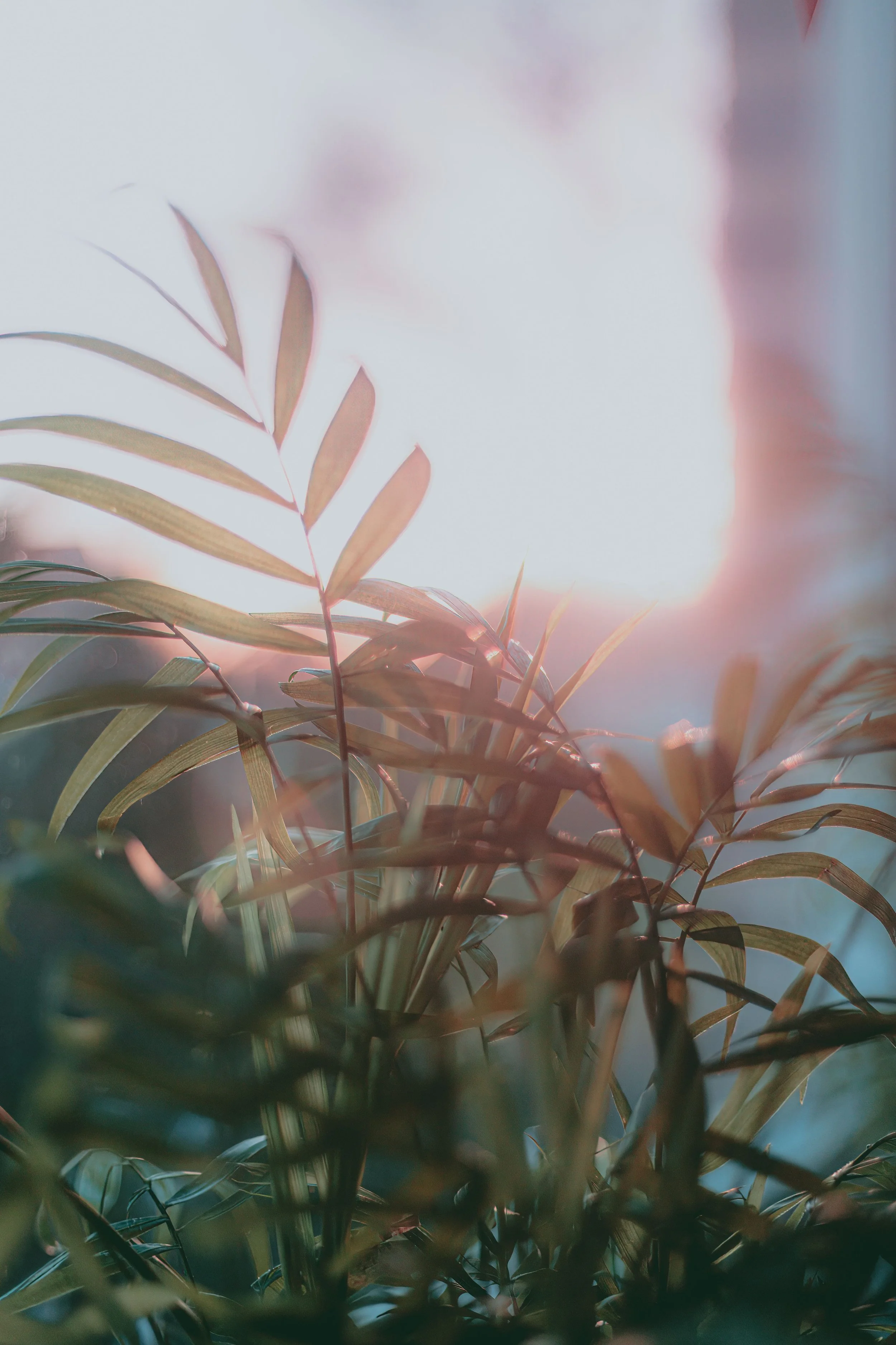 Reassuring close up of leaves over text for ADHD therapy in Albany, NY