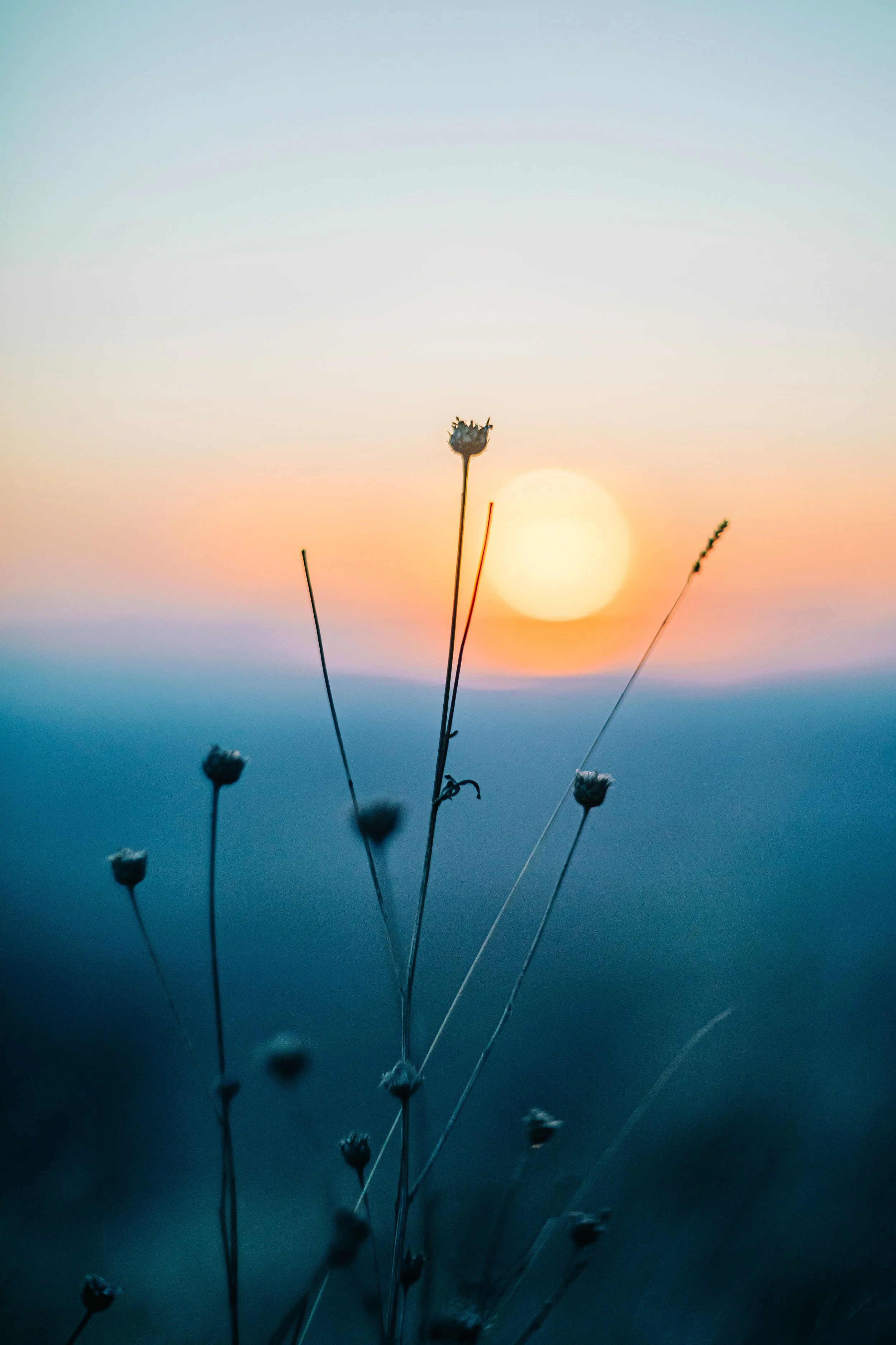Soothing photo of flowers in sunset over text for therapy for midlife transitions in Albany, NY