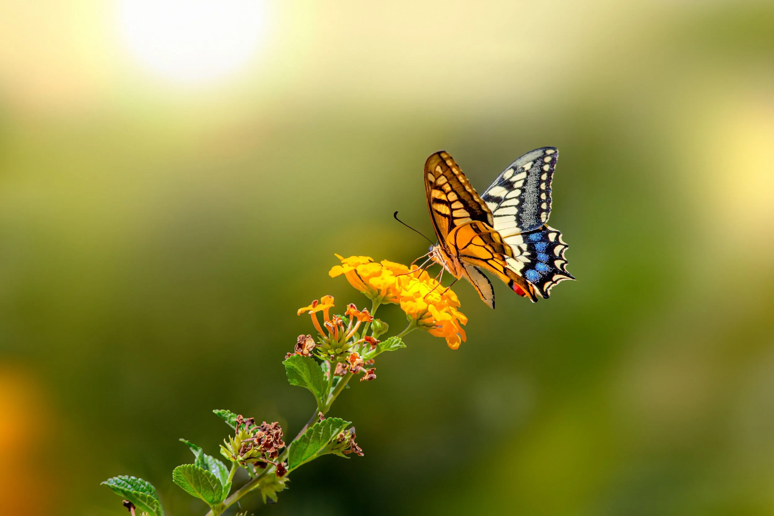 image of a butterfly indicating hope and growth due to trauma therapy in Albany, NY