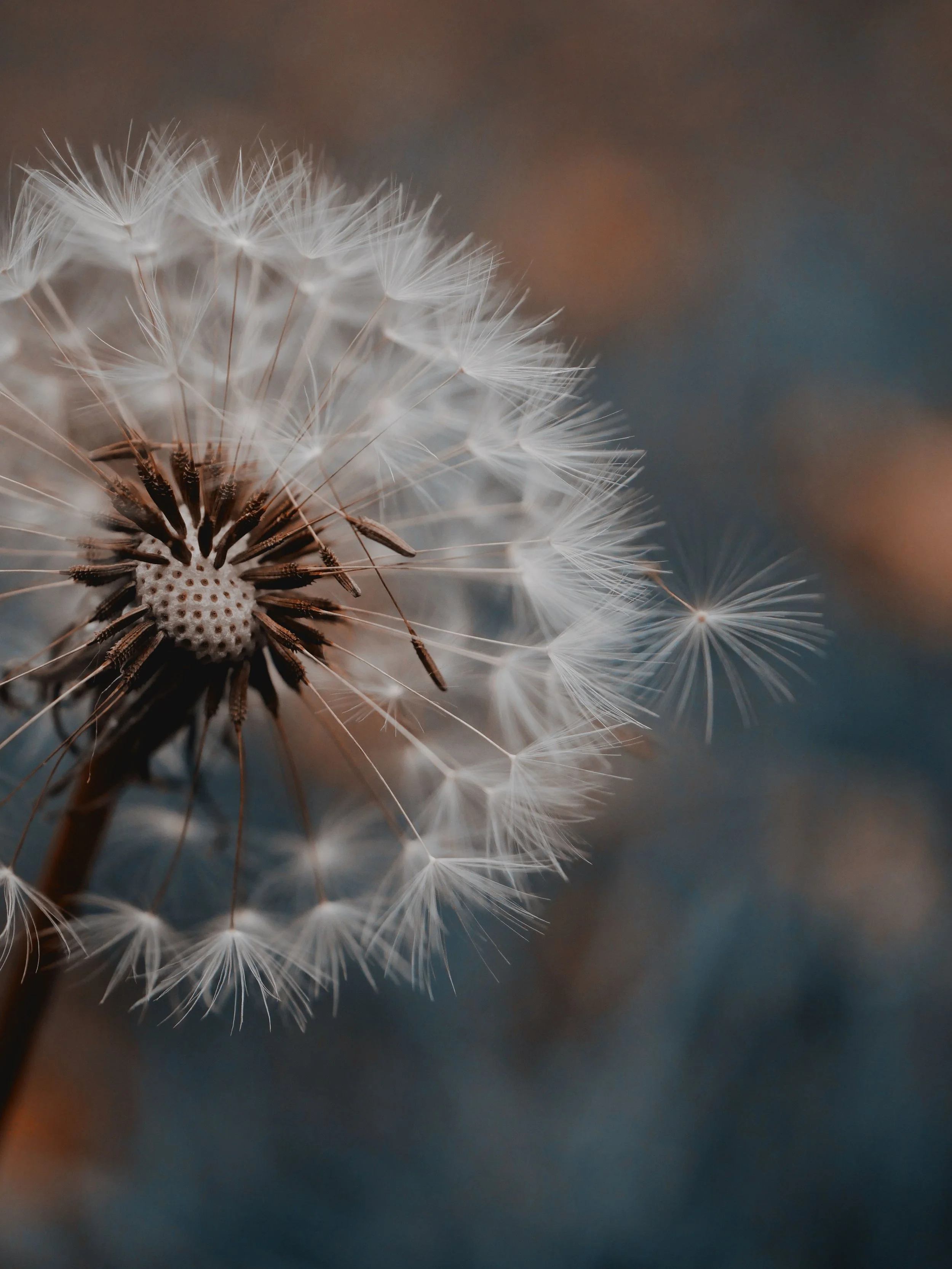 Photo of a dandelion seed over text for pregnancy and postpartum therapy in Albany, NY