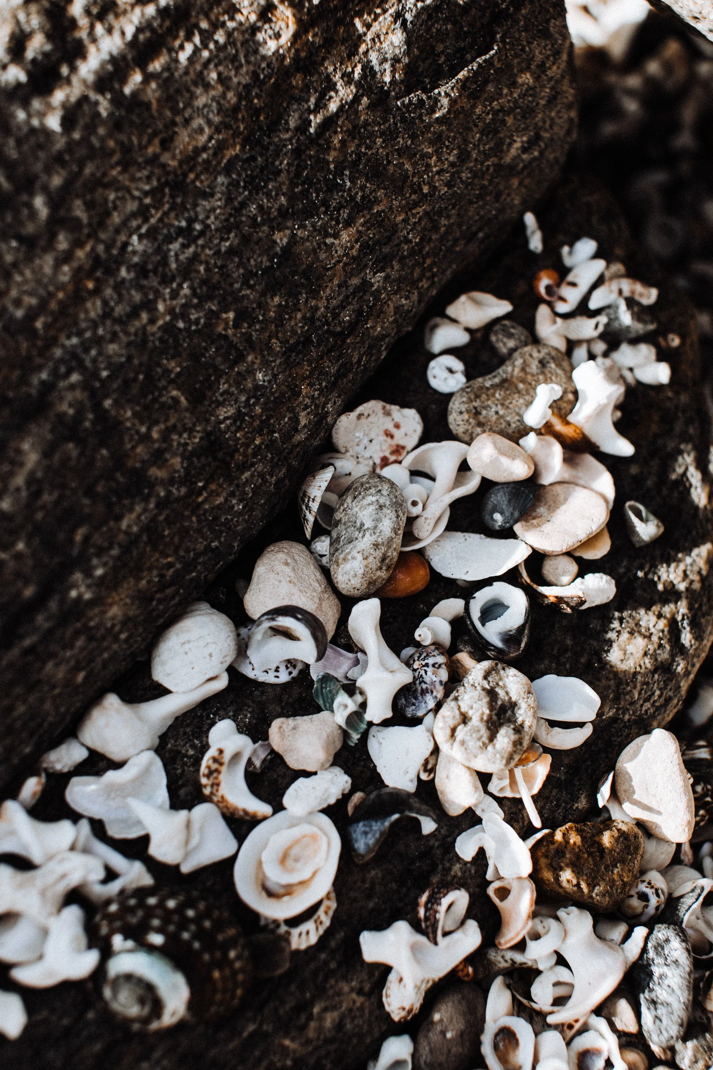Close up image of seashells and rocks on a beach in text for trauma therapist in Albany, NY