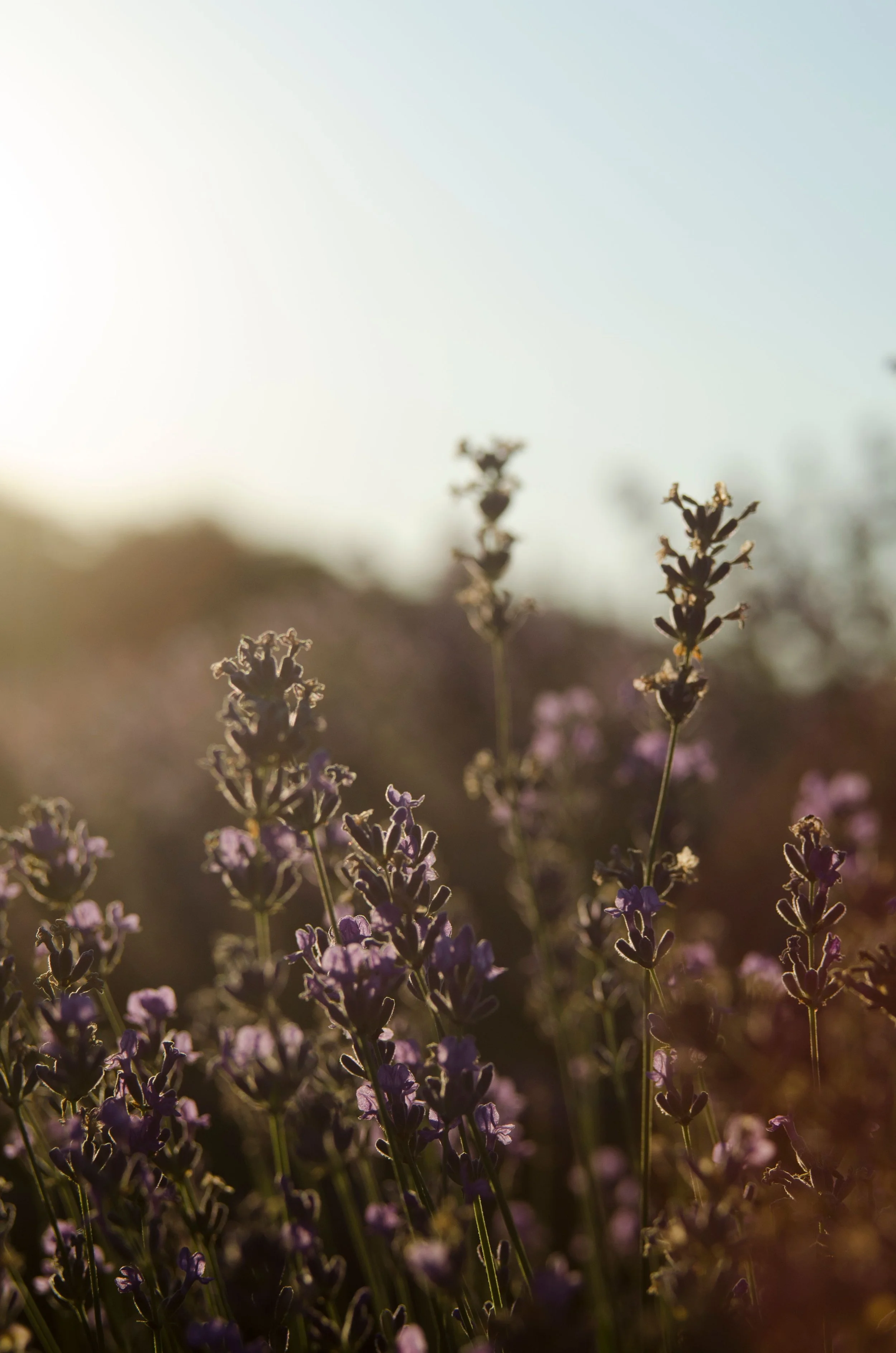 Relaxing photo of flowers in a field over text for therapy for anxiety in Albany NY