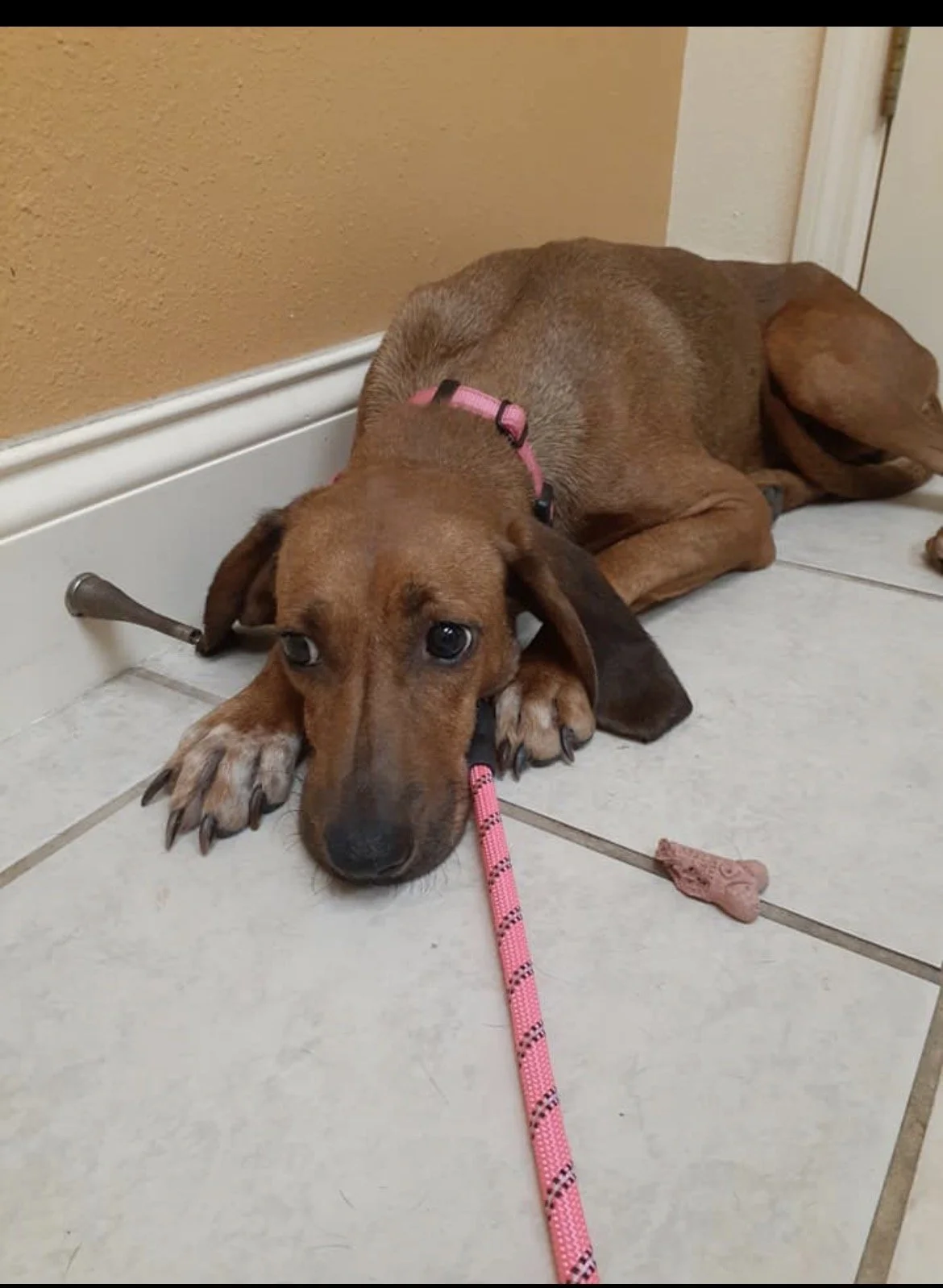 🐾 Paw Print Partner