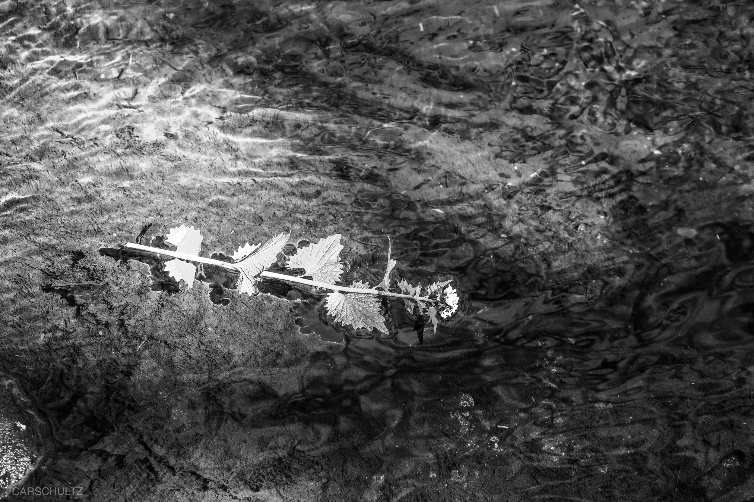 05_04_25_edits-bw-flower.jpg