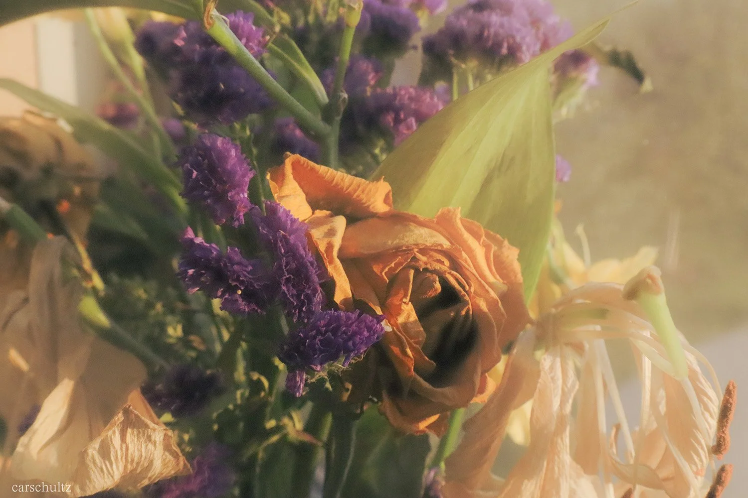 dazed-flowers-edits-1500x1000 copy.jpg