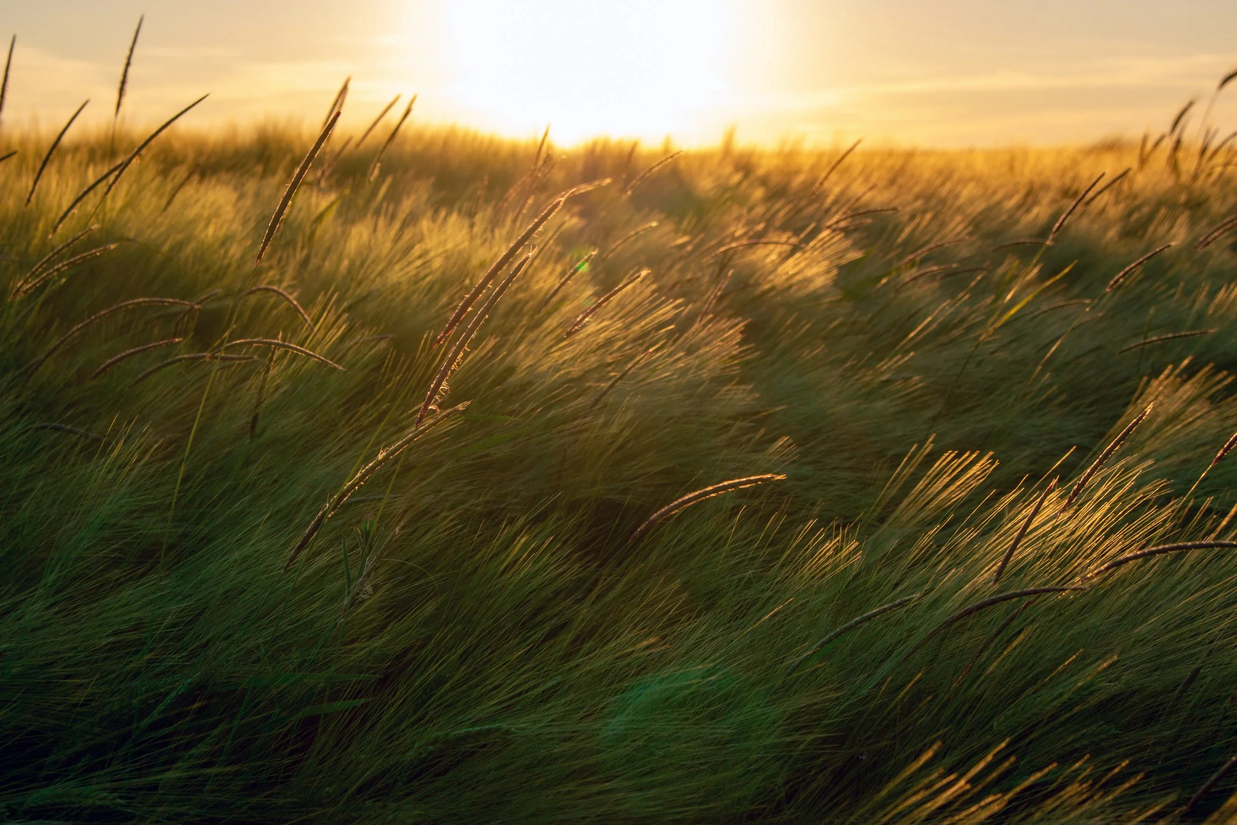 Field of tall grass with the sun setting in the background.