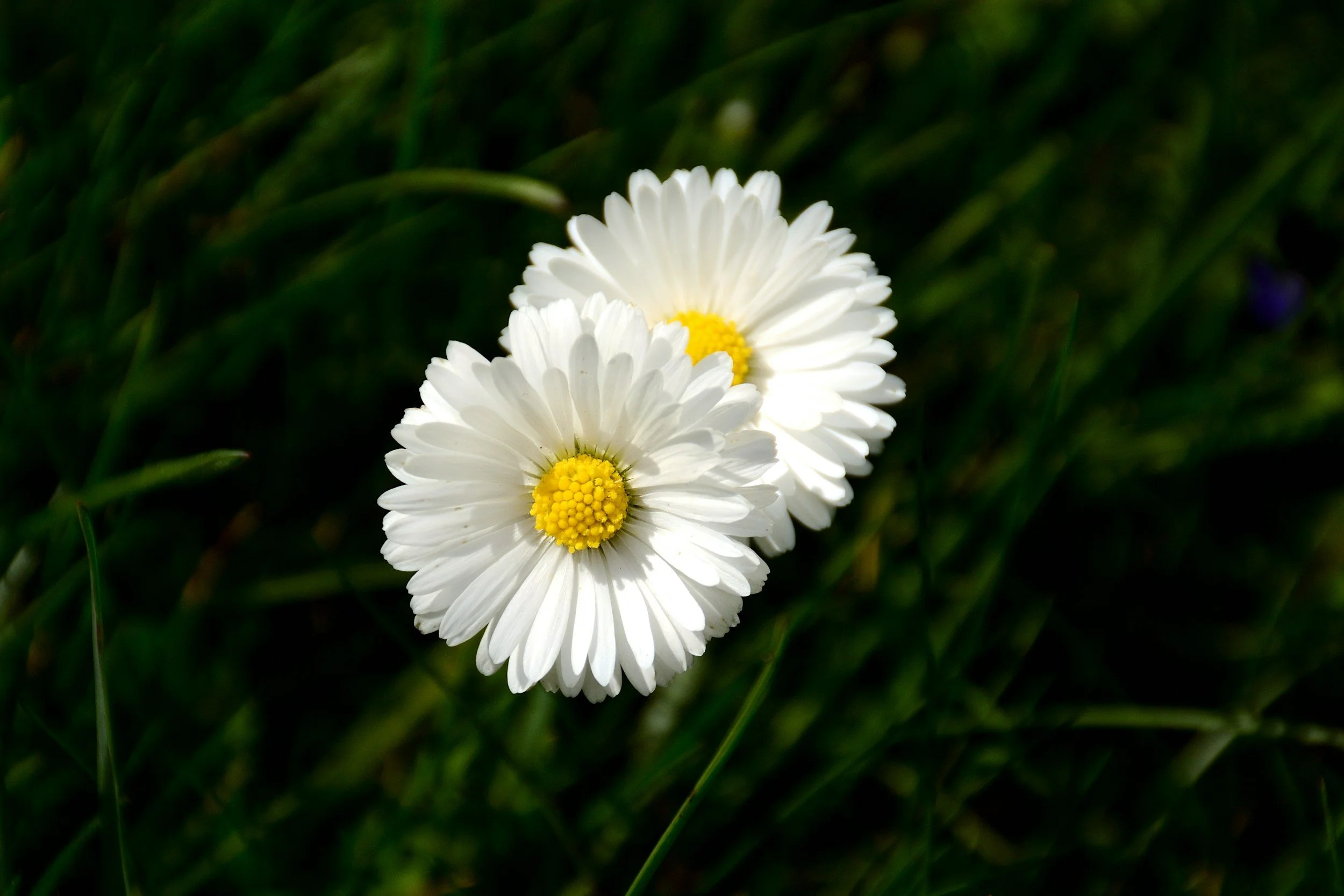 Close-up of two white daisies with yellow centers among green grass.