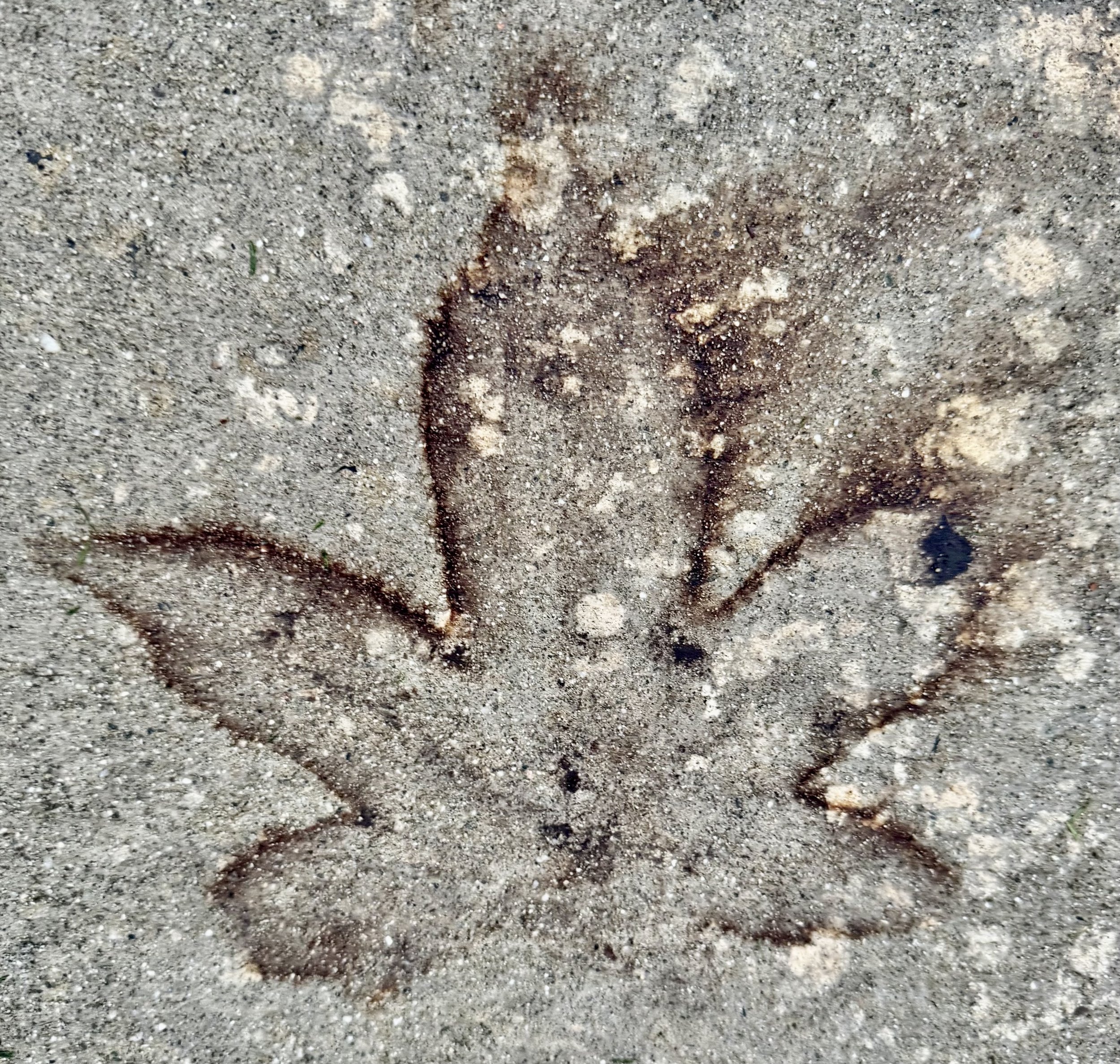 A leaf outline drawn in the sand.