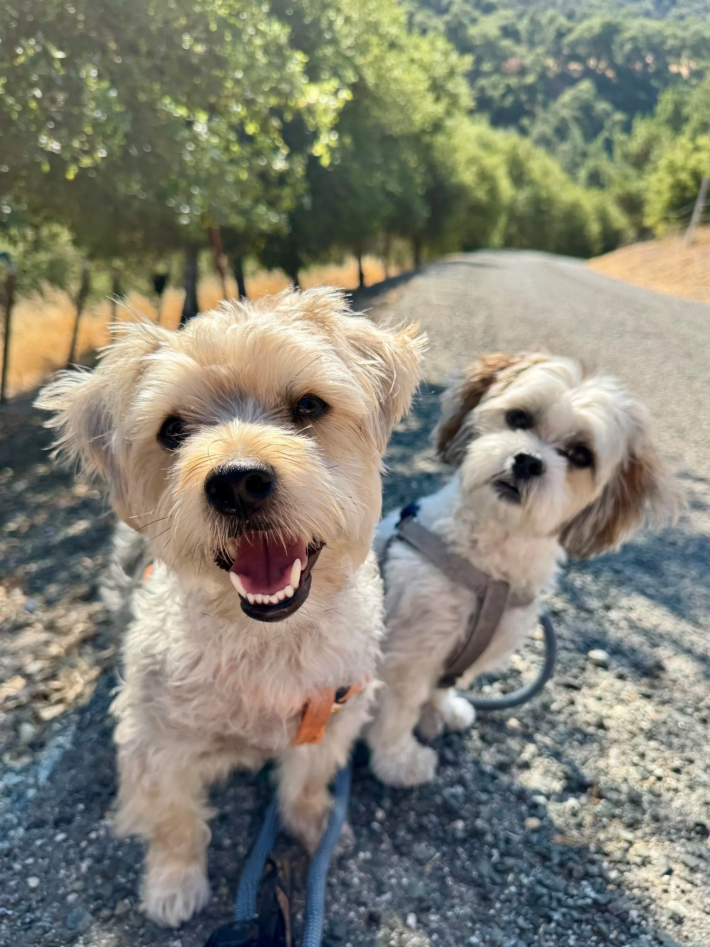 Aly Giermann Therapy | California Therapist