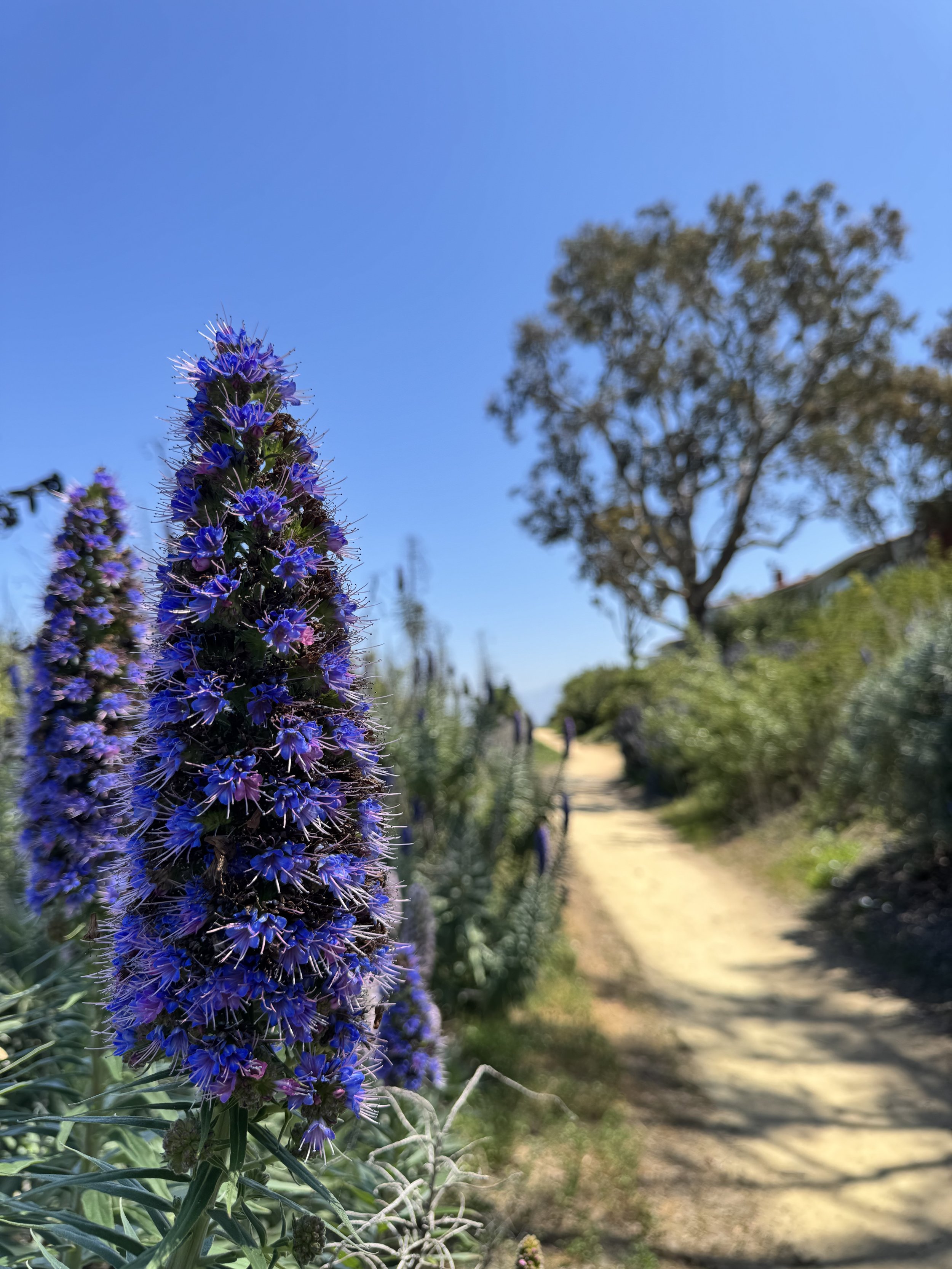 Aly Giermann Therapy | California Therapist