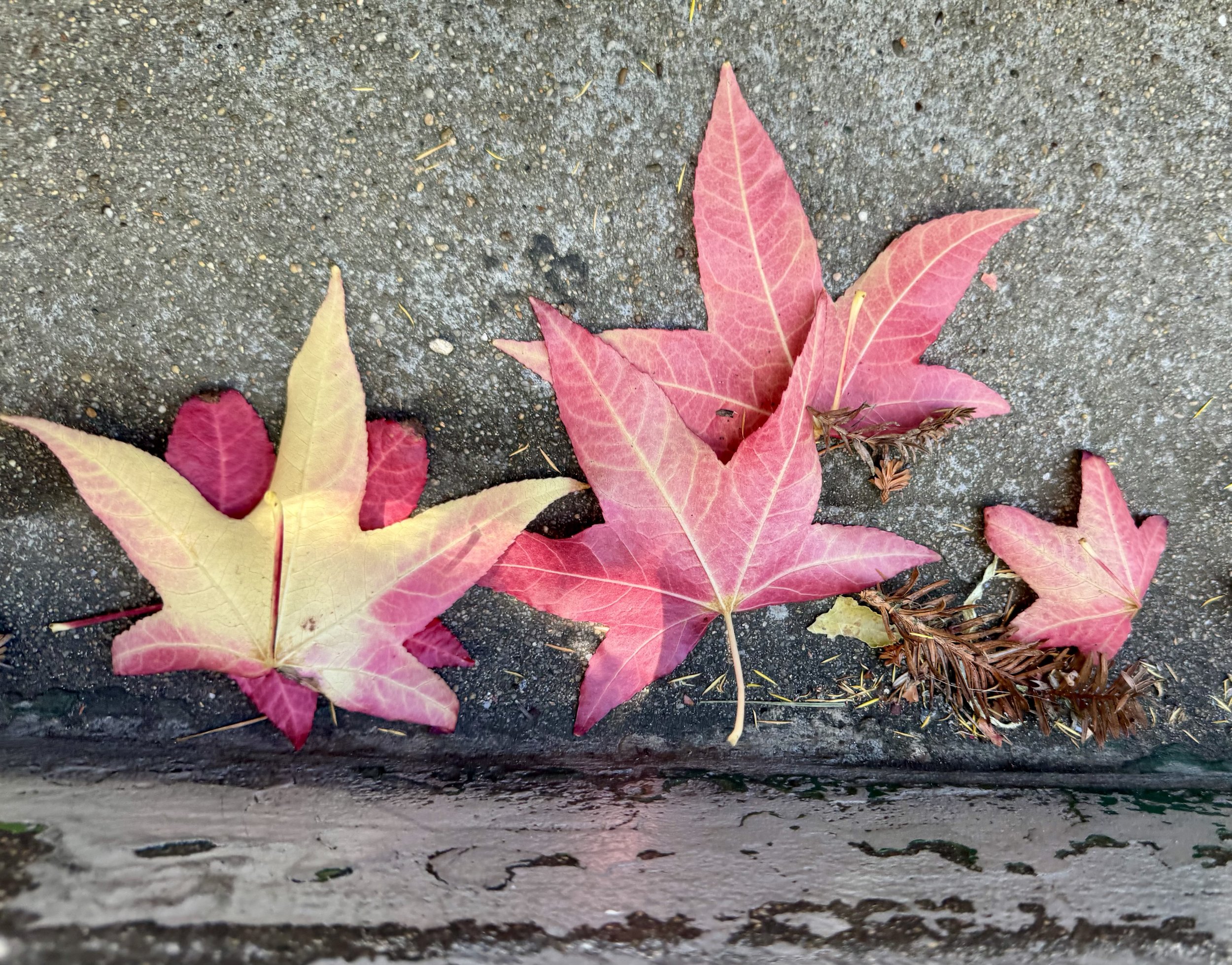 EMDR Therapist |Trauma Therapist | ADHD Therapist | Anxiety Therapist | Depression Therapist