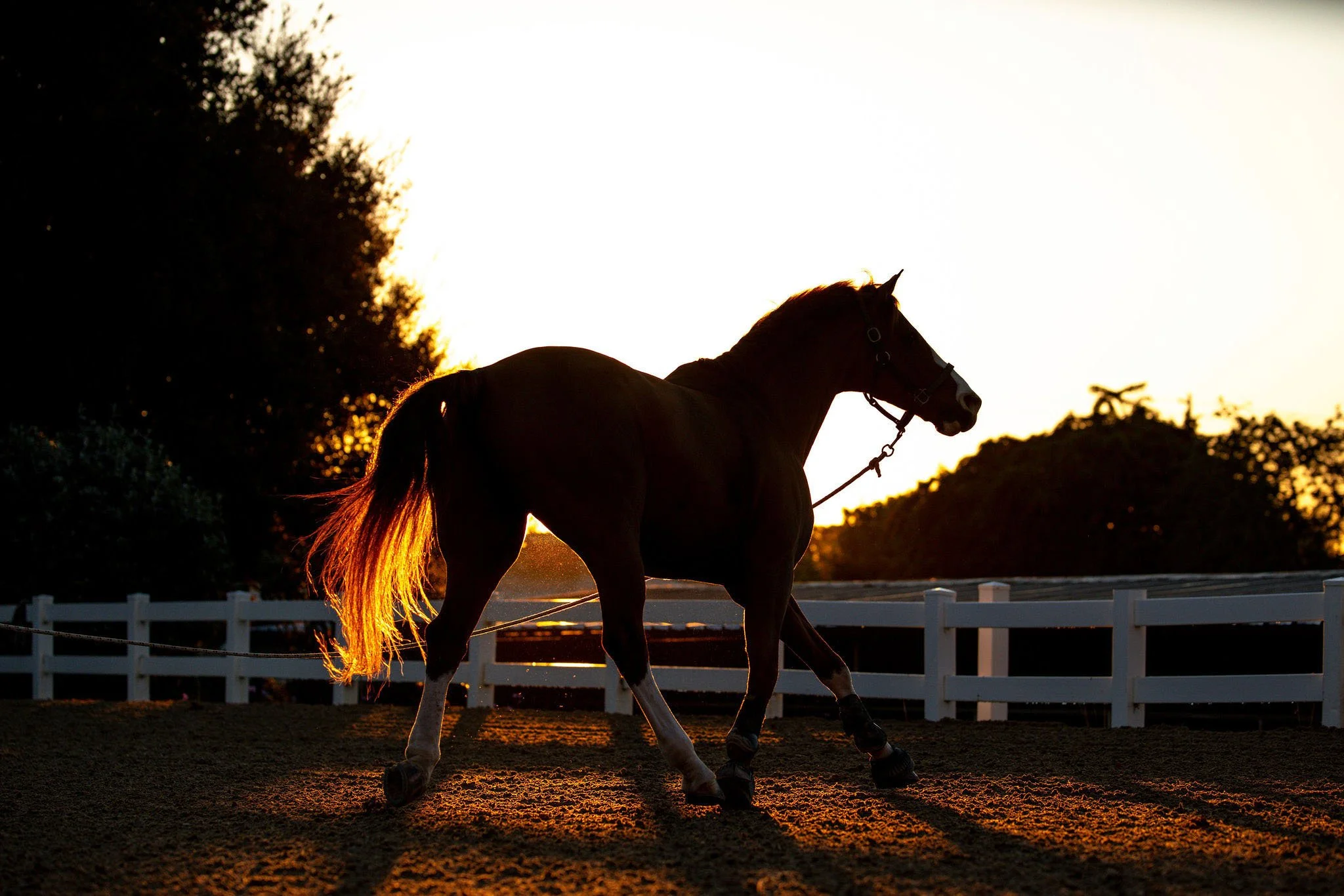 horse at Sunnybrook Living's event space, Sunnybook Ranch