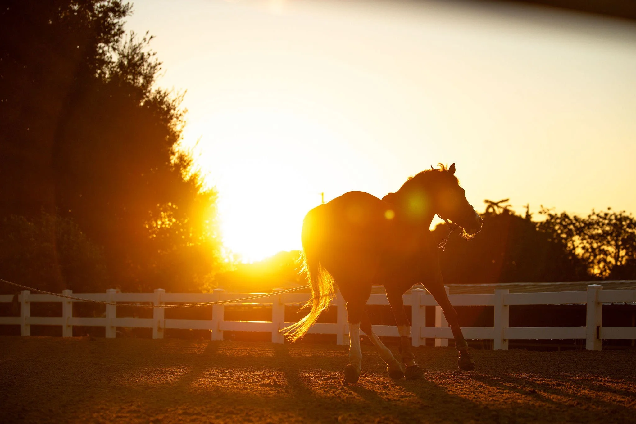 photo of a horse at Sunnybrook Ranch, which is available for rent for photo shoots and events