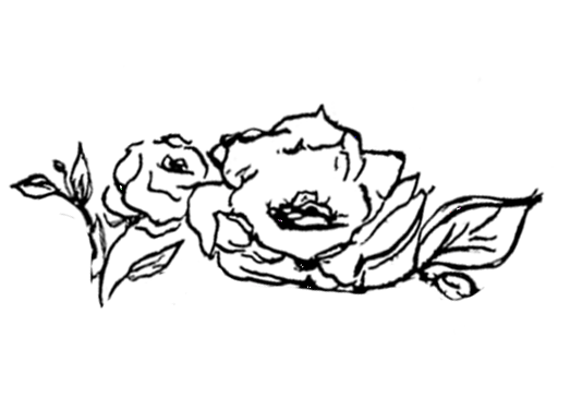 Photo of a drawing inspired by the roses at Sunnybrook Ranch in Carpinteria, California