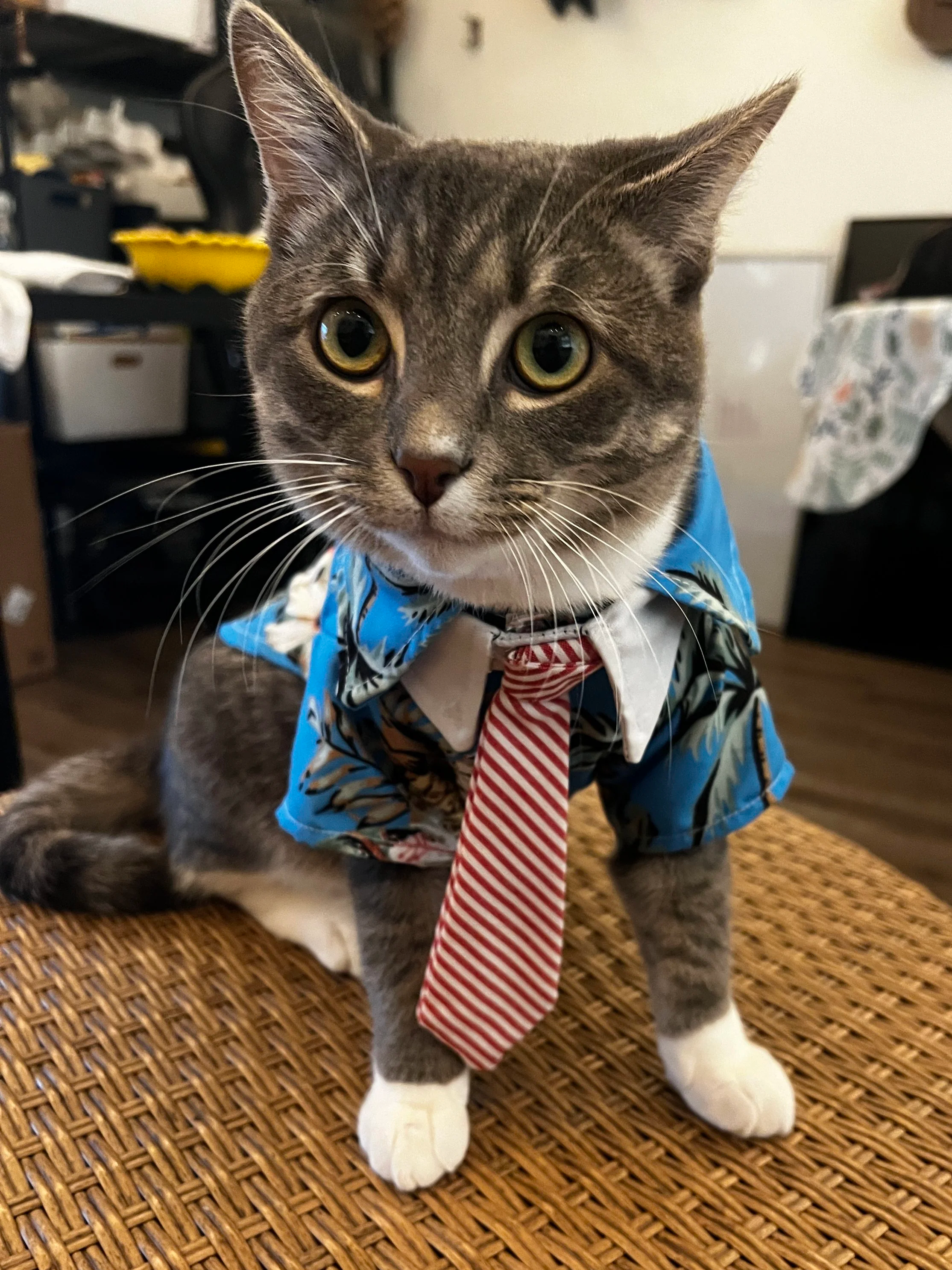 A gray tabby cat with white paws wearing a tropical shirt and a red striped tie, sitting on a woven surface indoors.