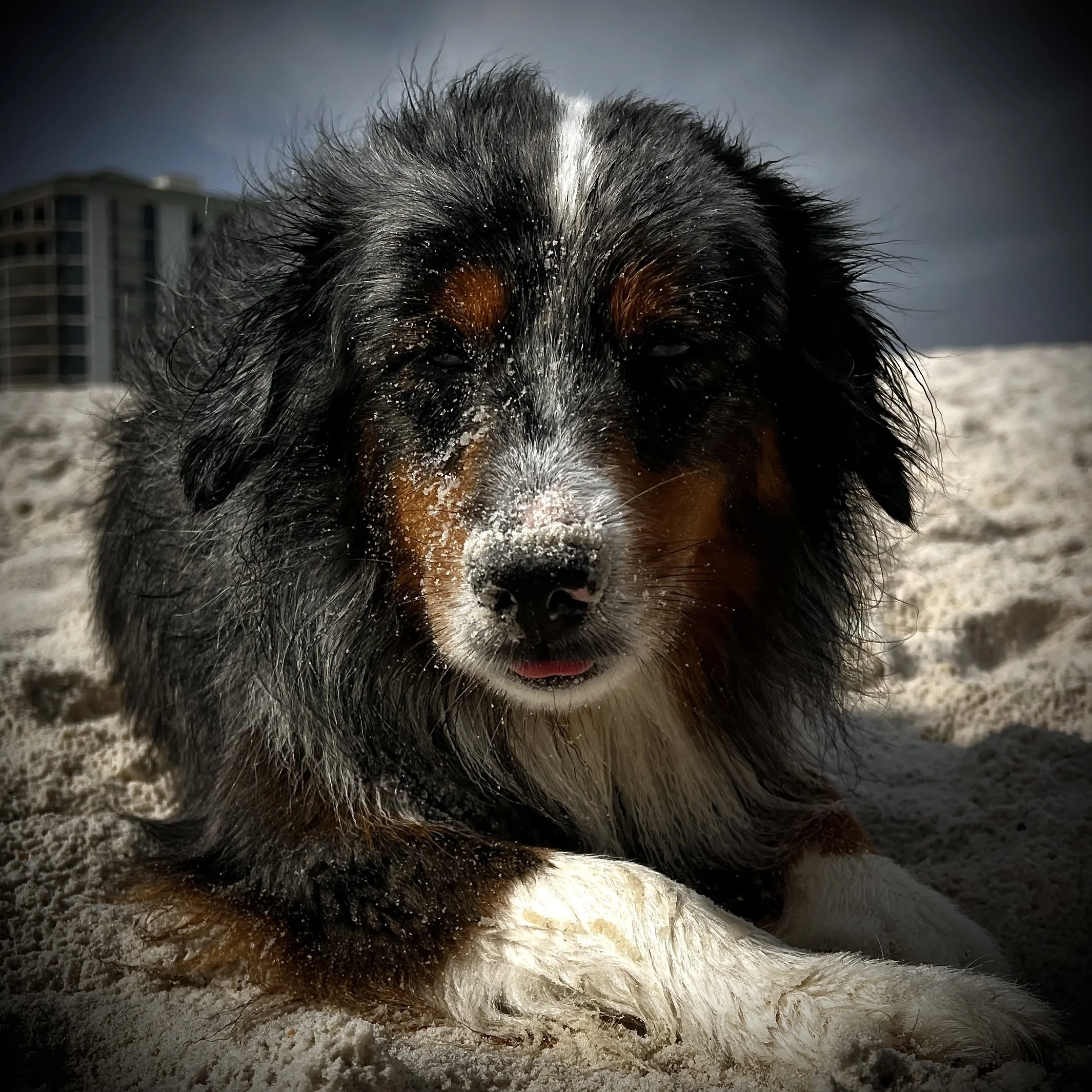 An Australian Shepherd dog lying on a sandy beach, with sand on its face, nose, and paws, under a cloudy sky.