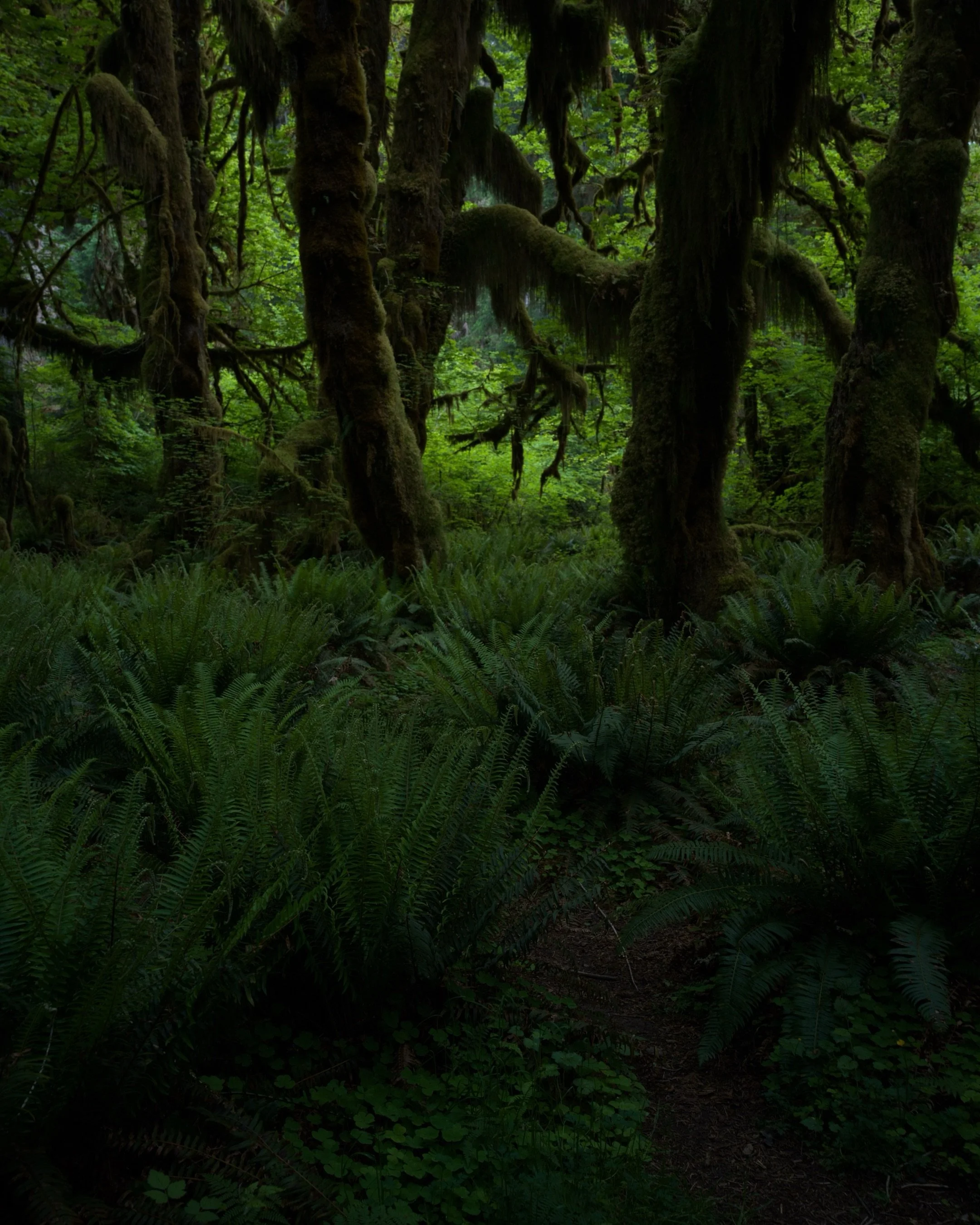 Morning in the Olympics 

#hasselblad
