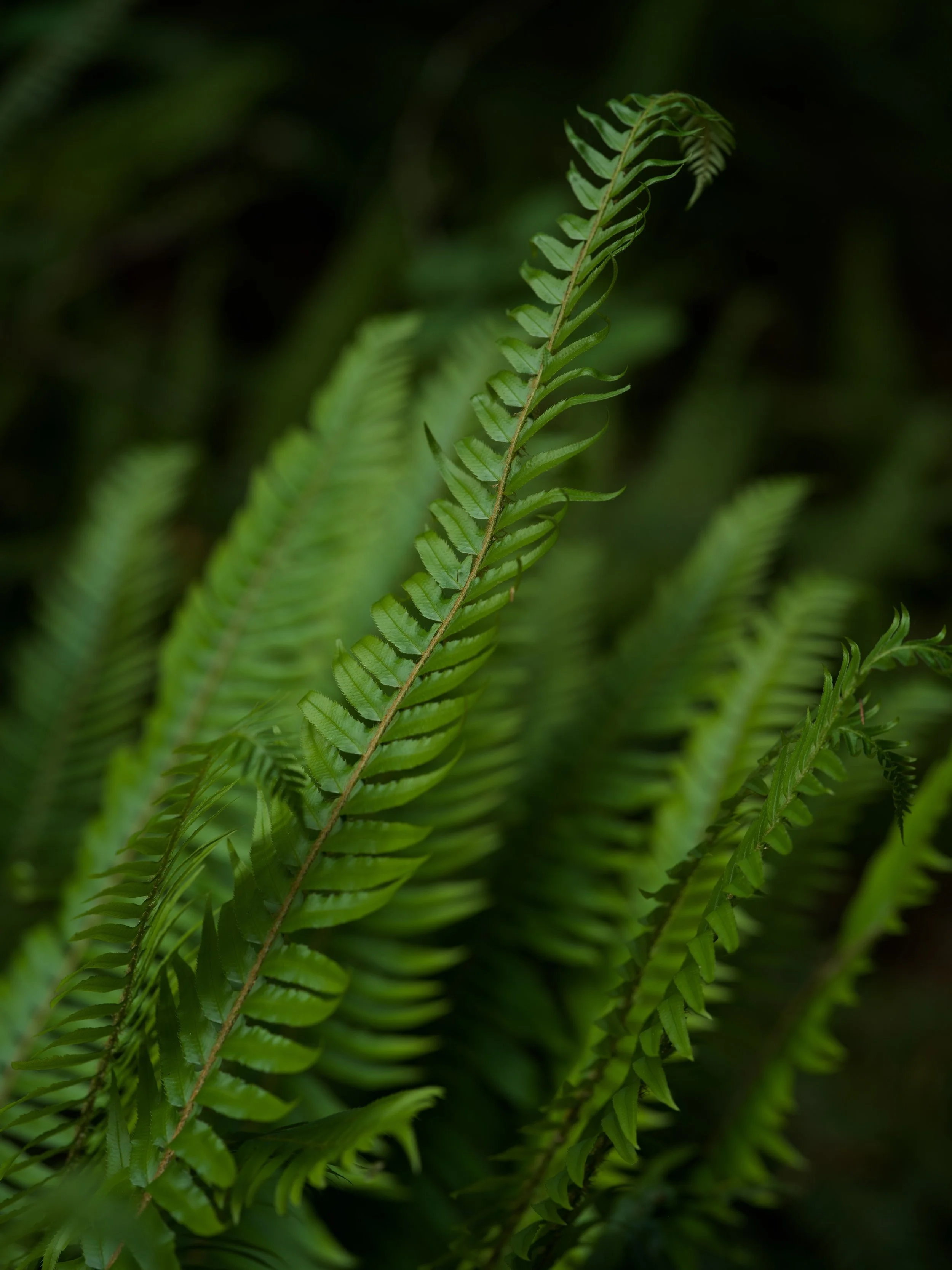 Ferns - Hoh Rain Forest 

#hasselblad