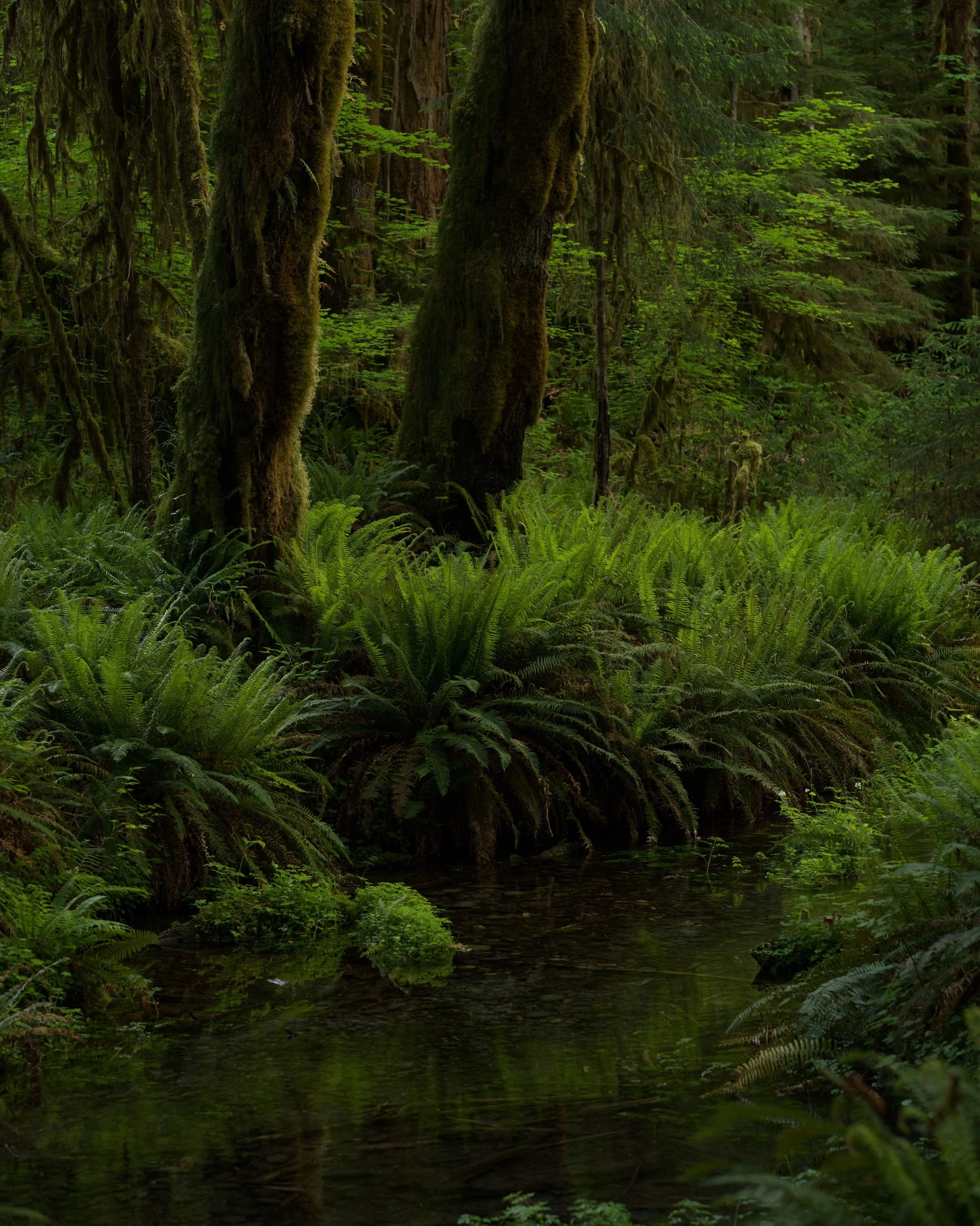 Olympic Green 

#hasselblad