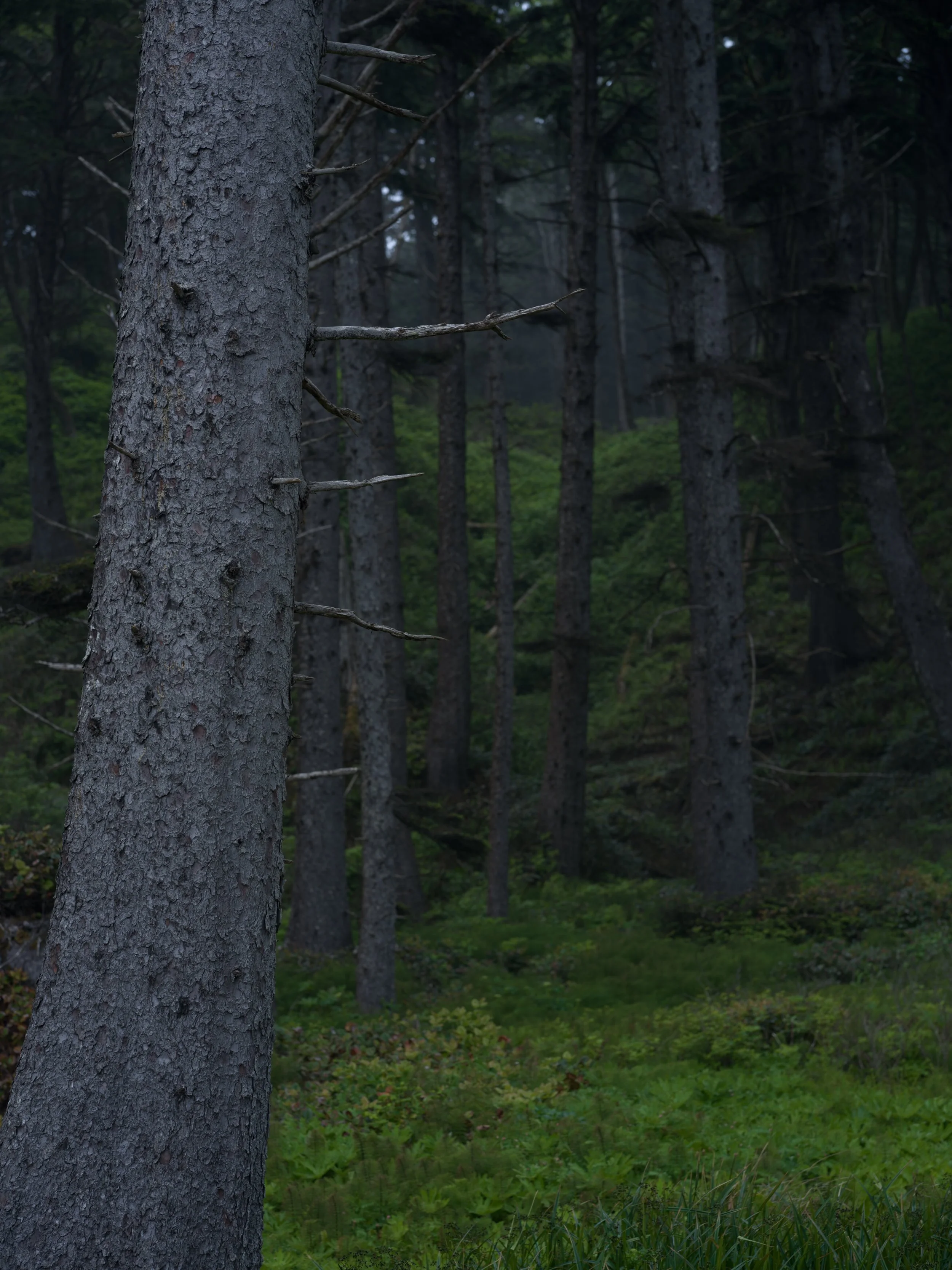 Coastal Forest - Washington State 

#hasselblad