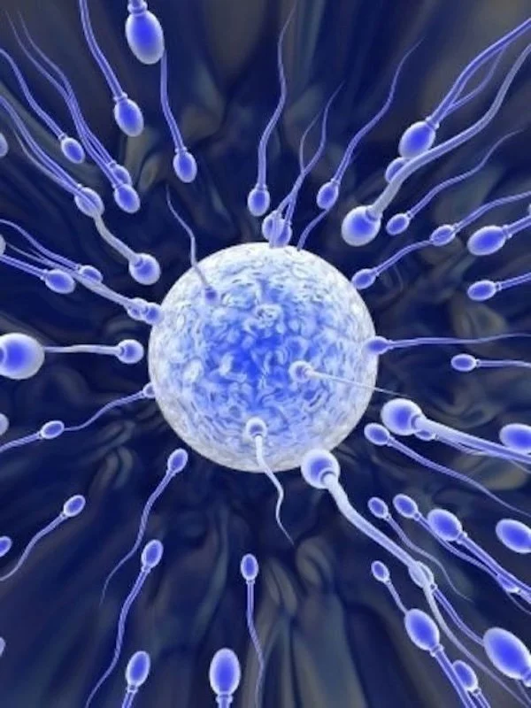 many sperm swimming towards an egg to fertilize it