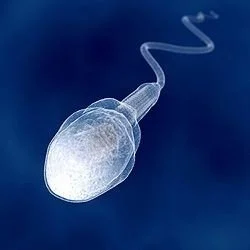 single healthy normally shaped sperm swimming