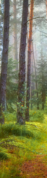 A forest scene with tall pine trees and lush green undergrowth, shrouded in mist.