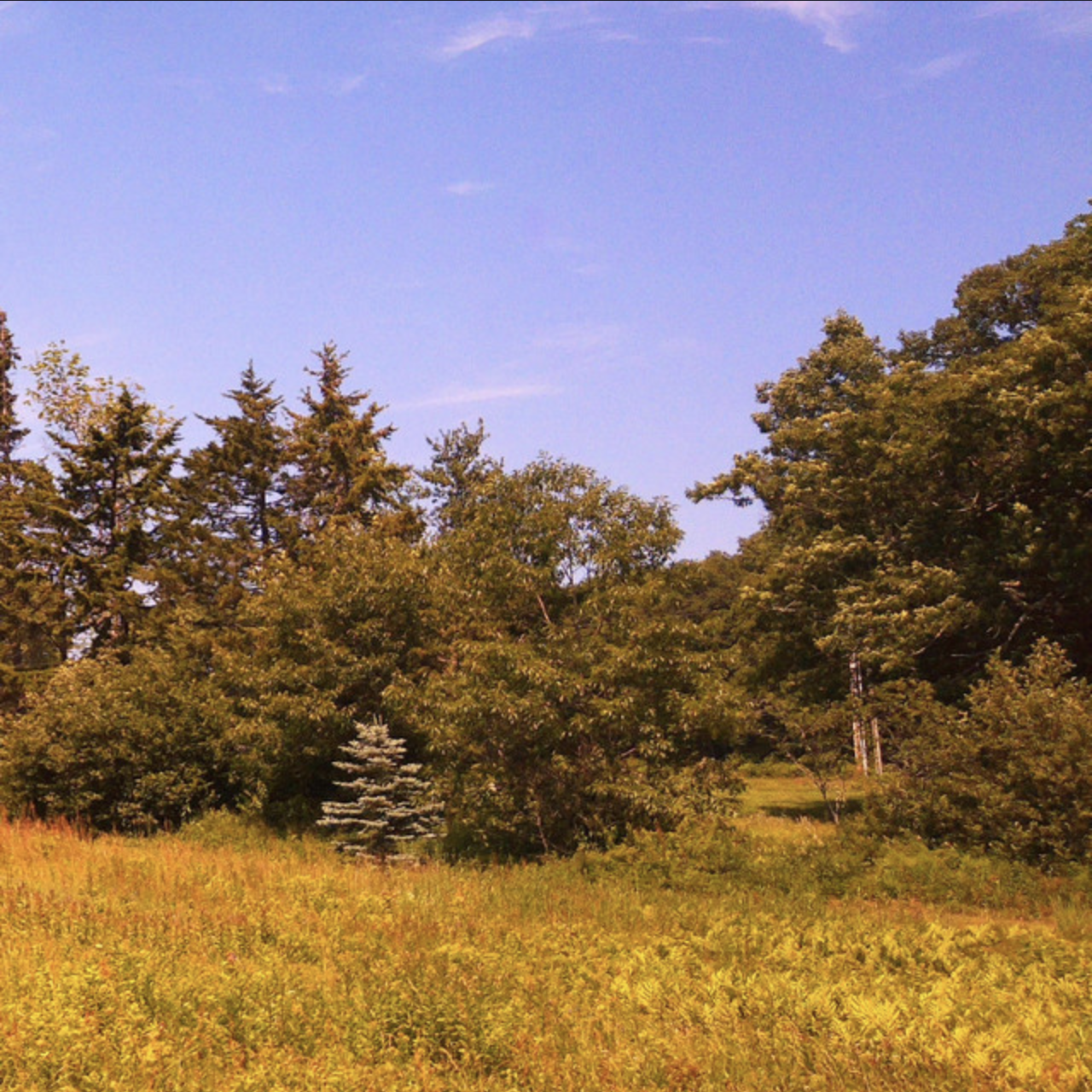 A scenic landscape with green trees and shrubs under a blue sky.