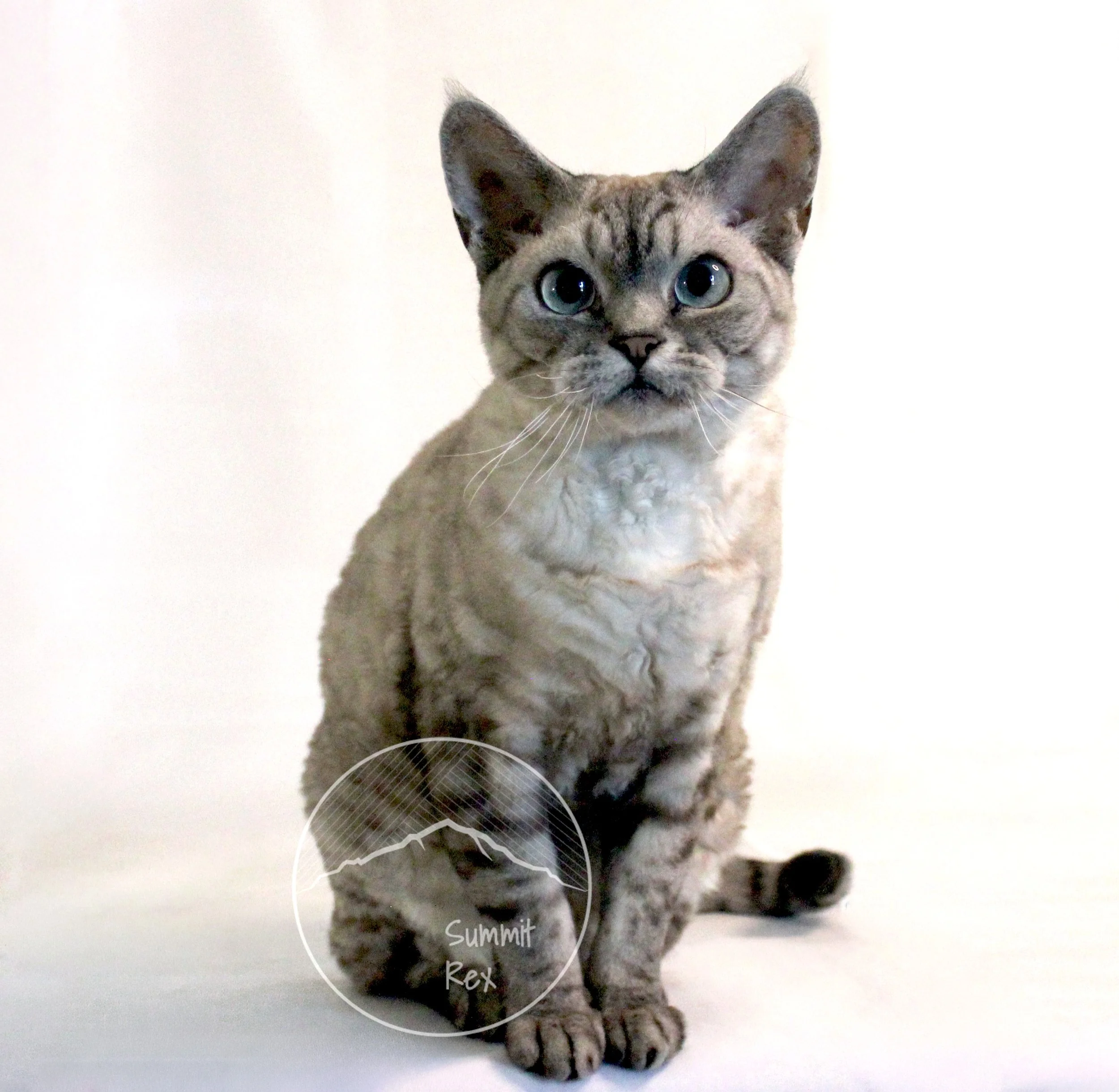 A cat with blue eyes sitting on a white background. The cat has a cream-colored coat with darker points on its ears, face, paws, and tail. There is a circular watermark near the cat's front paw with the text 'Summit Rex' and a mountain silhouette.